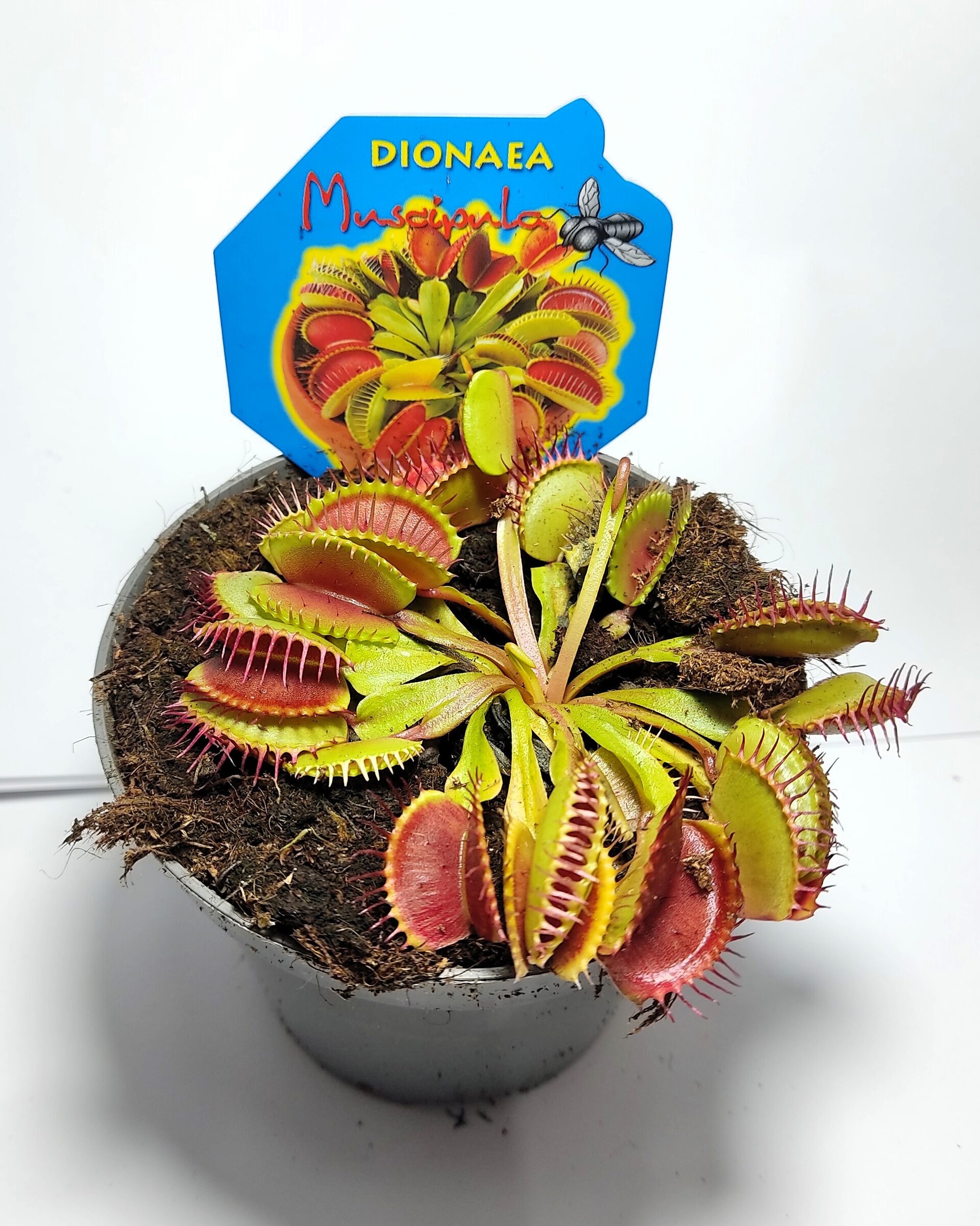 Dionaea muscipula (venus atrapamoscas) - 4