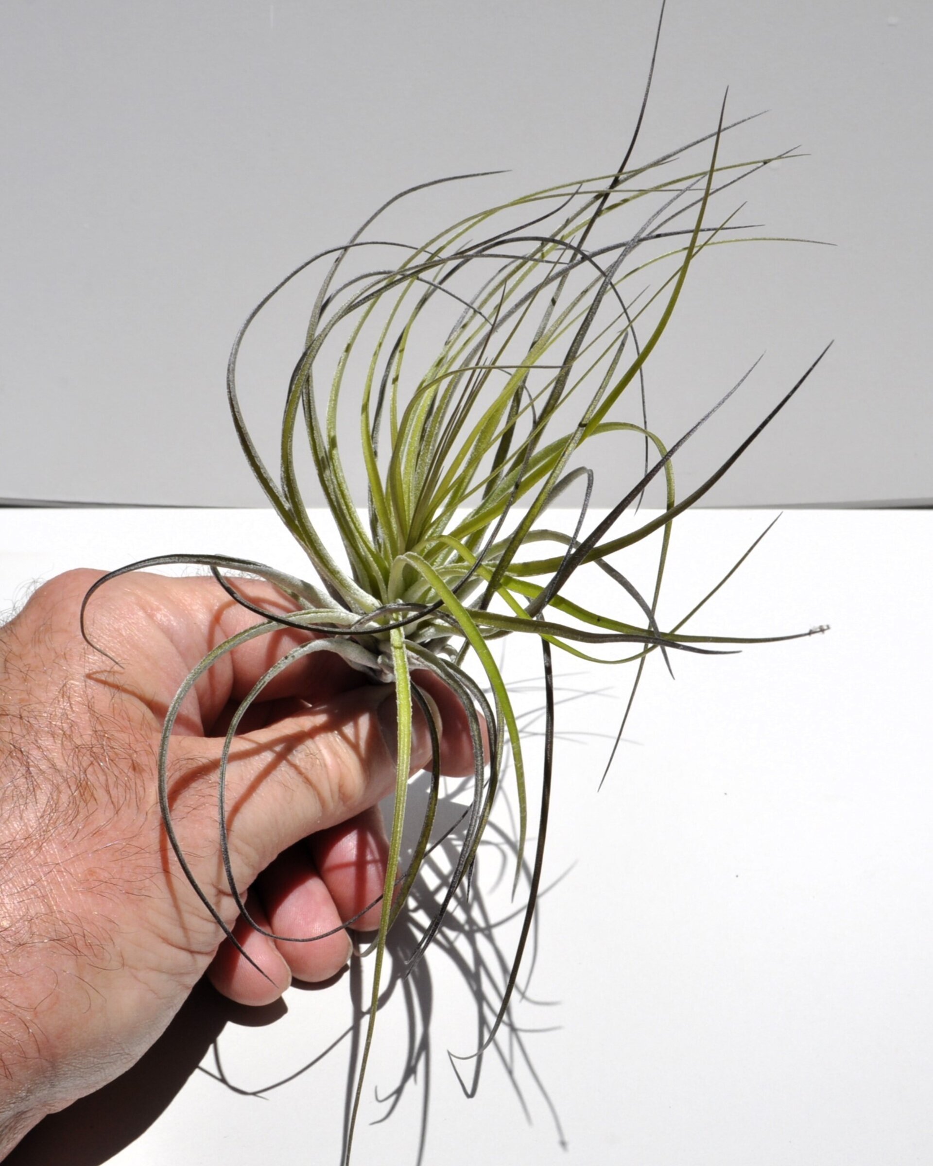 Tillandsia stricta - 2