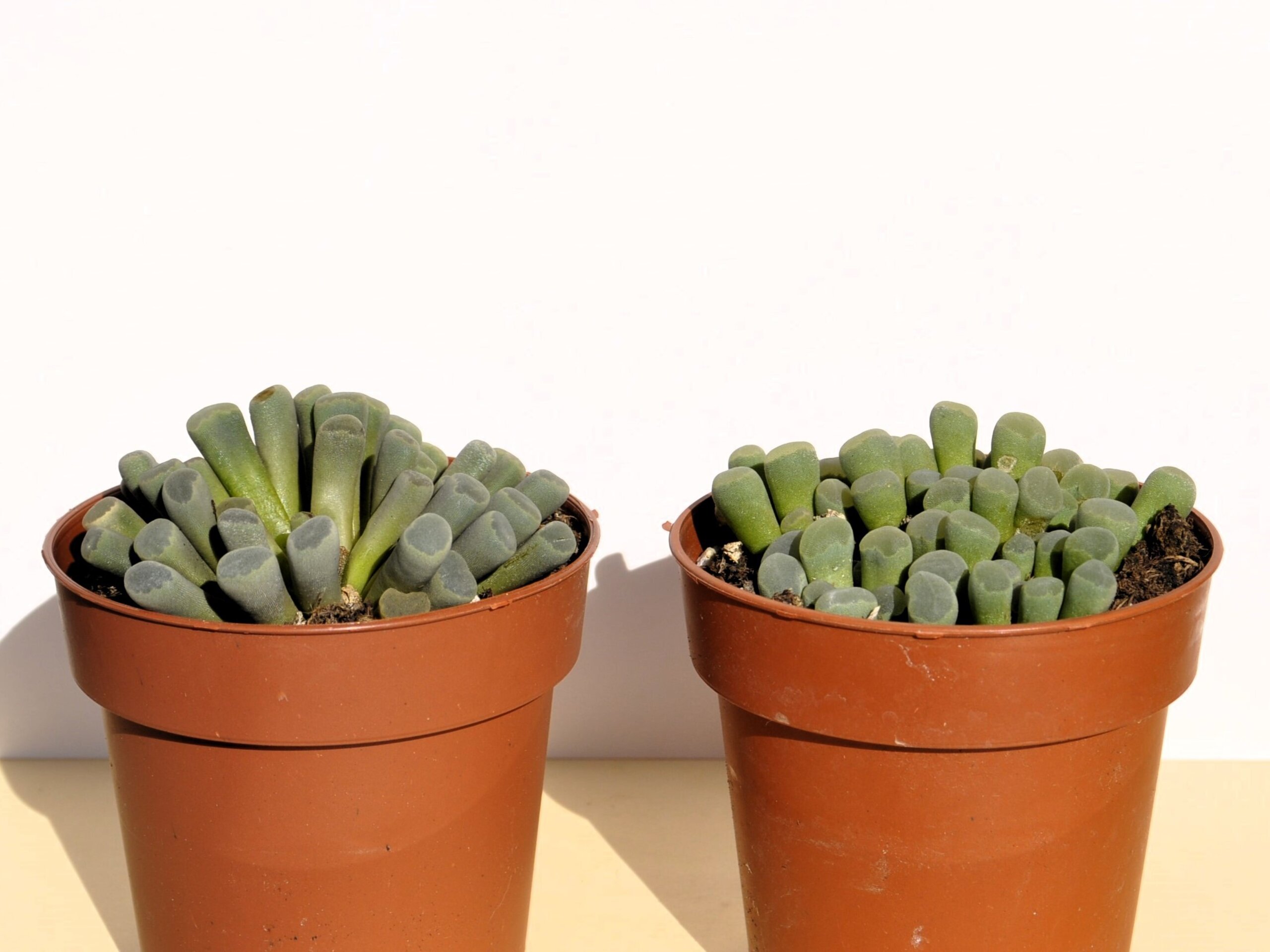 Frithia pulchra (planta ventana, fritia) - 2