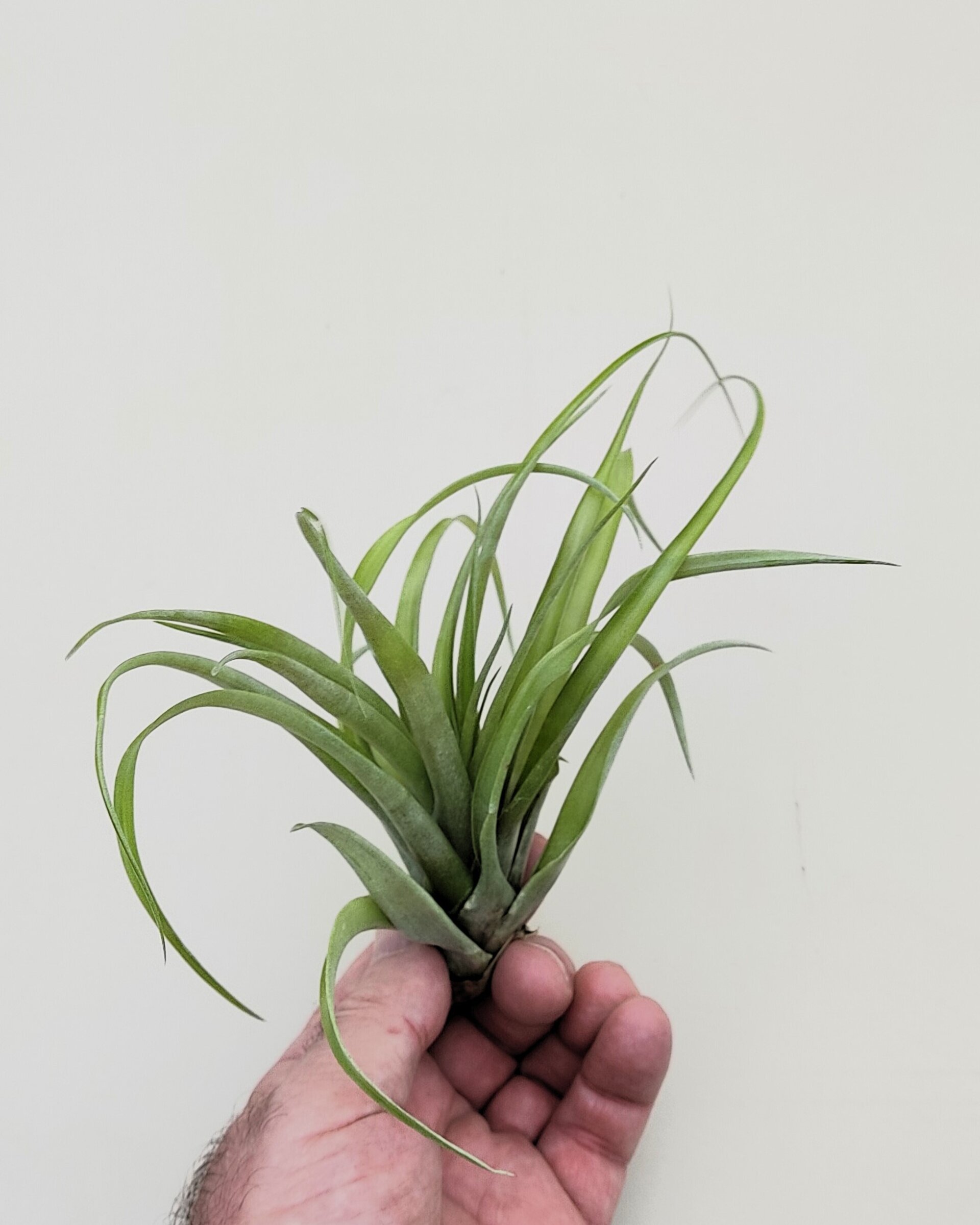 Tillandsia brachycaulos x flabellata - 6