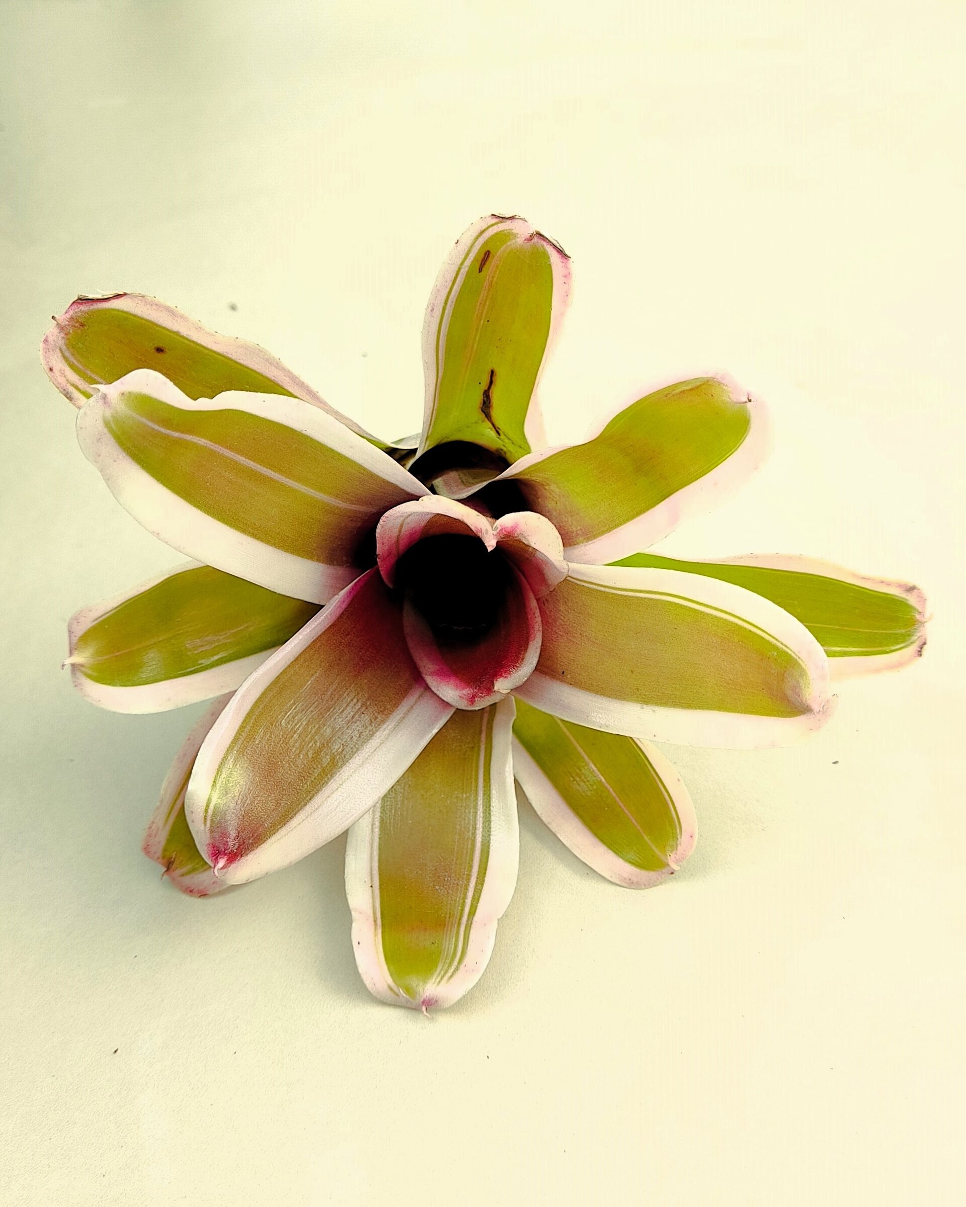 Neoregelia 'Pink' - 2