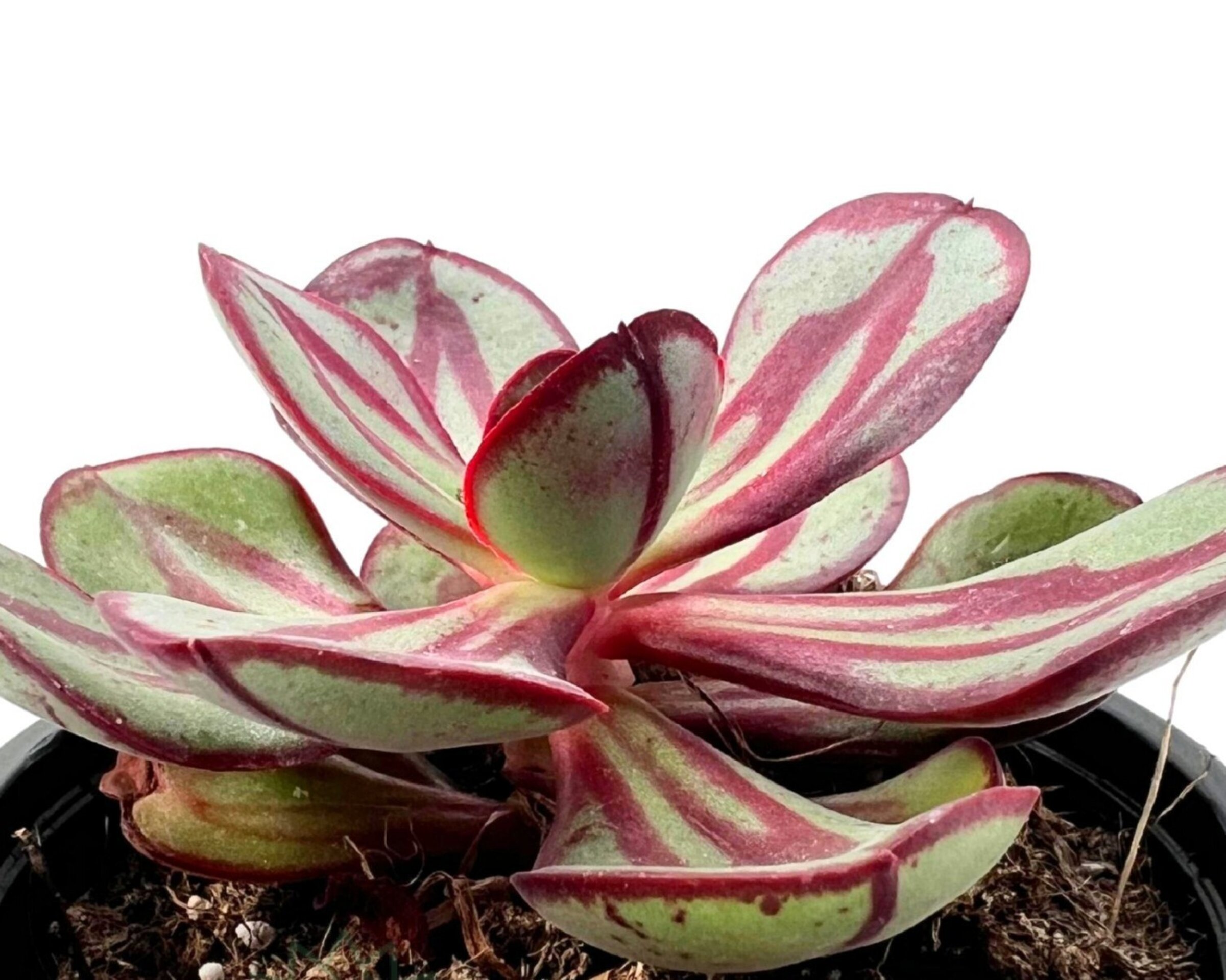 Echeveria nodulosa (echeveria de hojas pintadas) - 2
