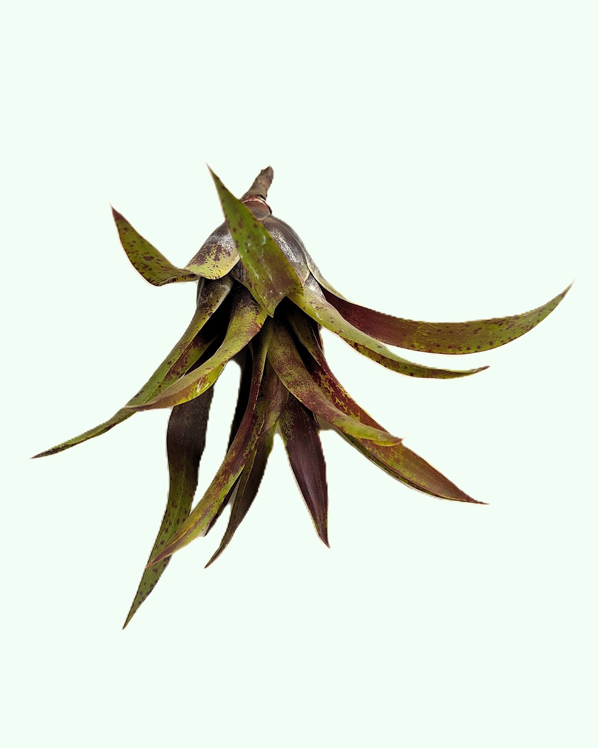 Vriesea lubbersii - 6