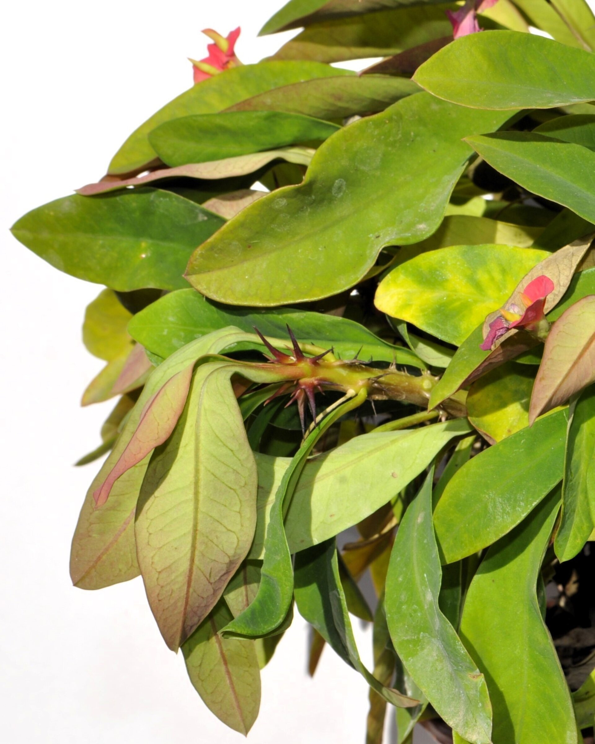 Euphorbia milii (corona de Cristo) - 3