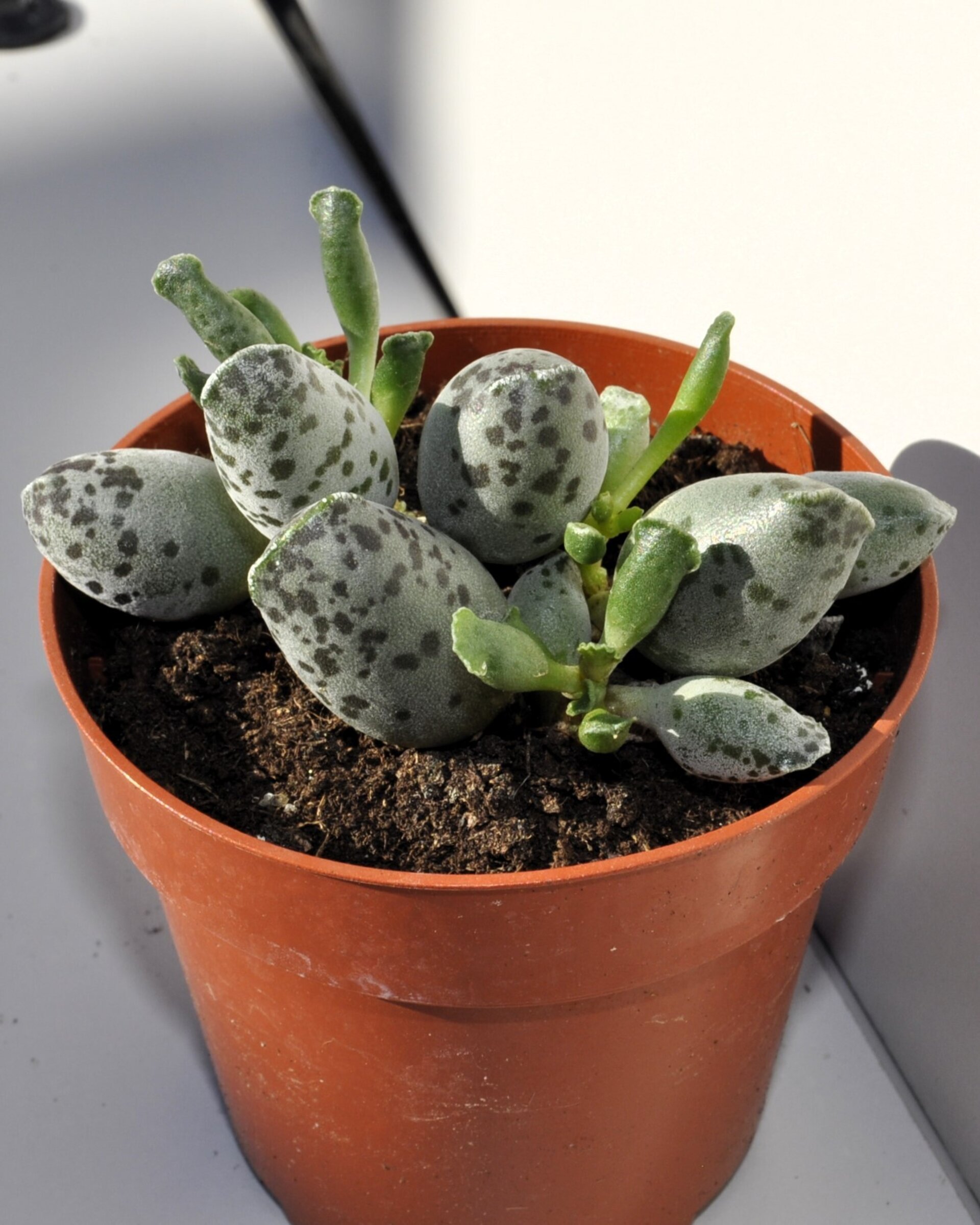 Adromischus cooperi var. festivus - 3
