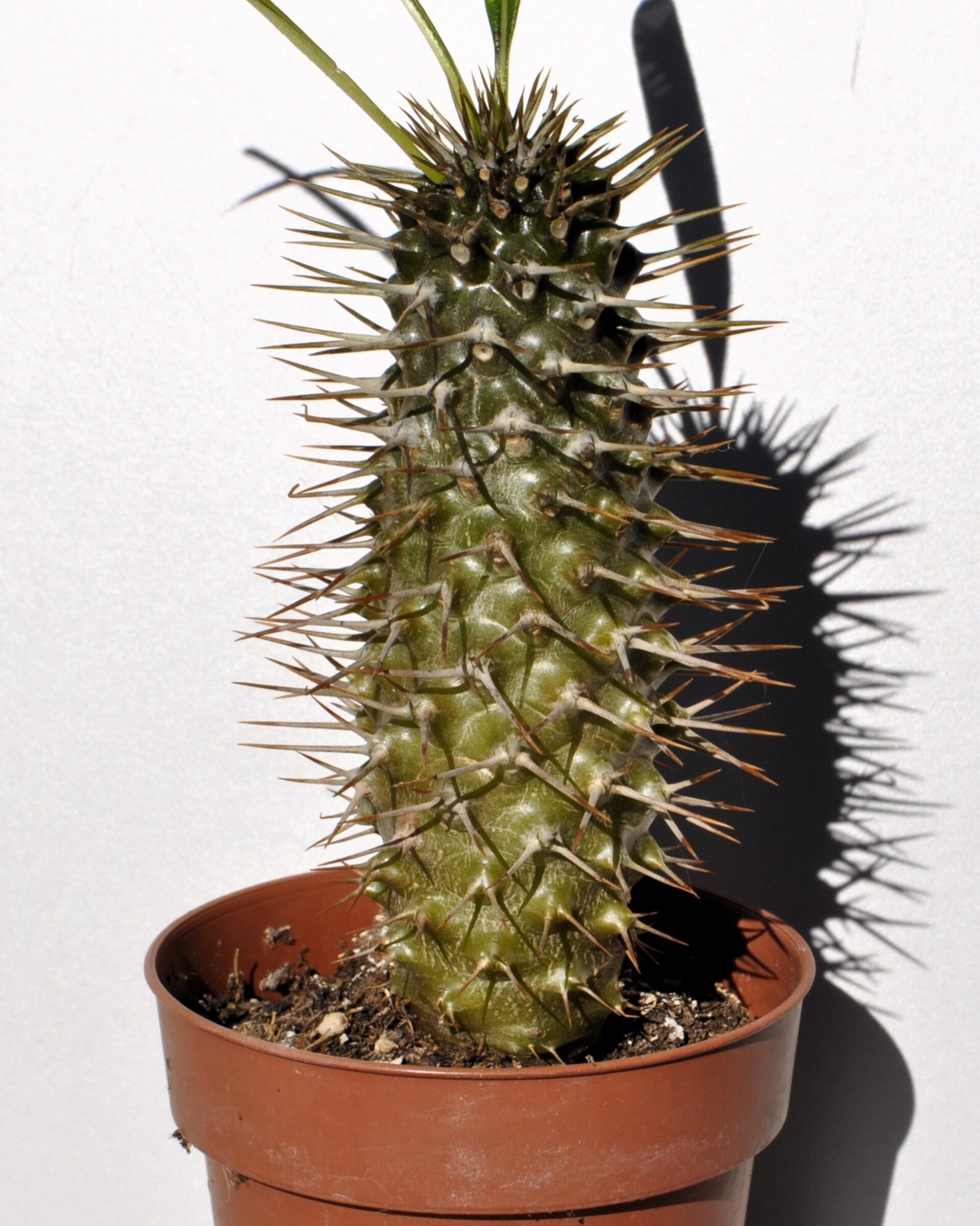 Pachypodium lamerei (palma de Madagascar) - 2
