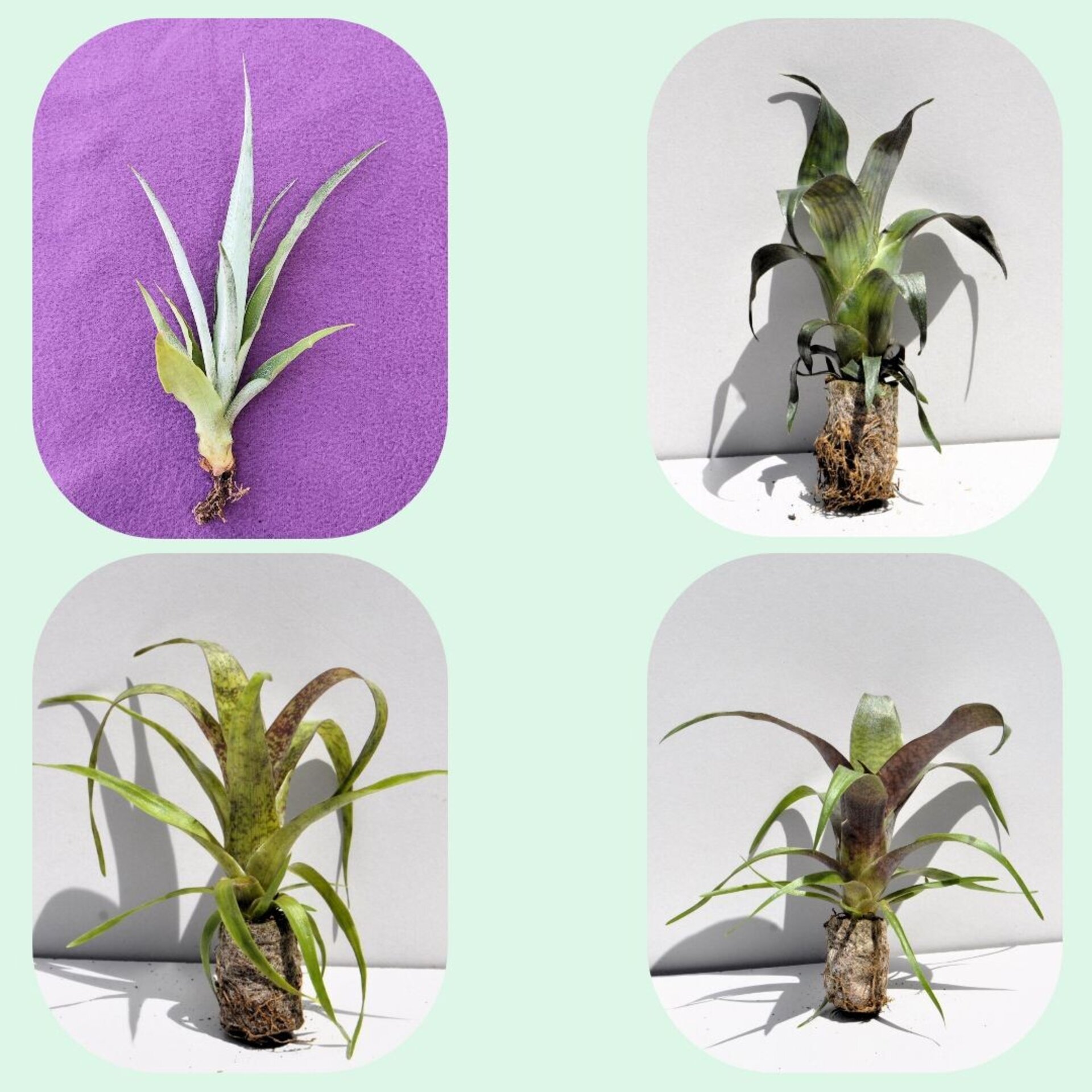 Lote Iniciación a las Minibromelias - 4 ejemplares - 1