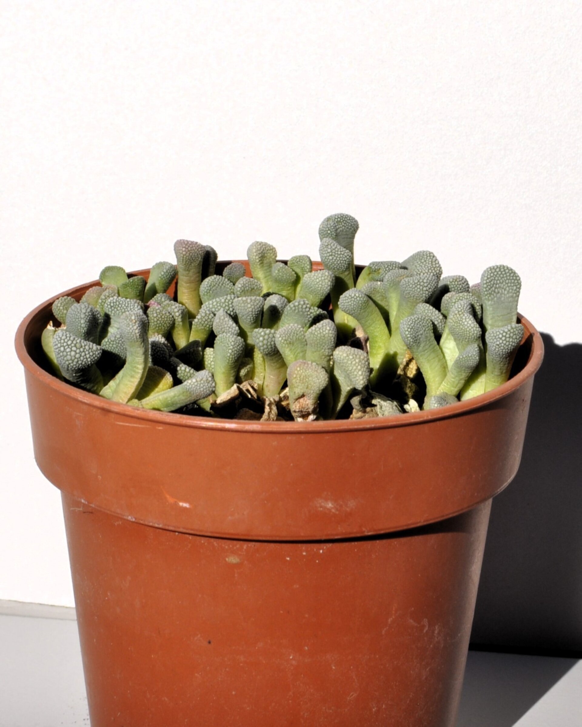 Titanopsis schwantesii - 3