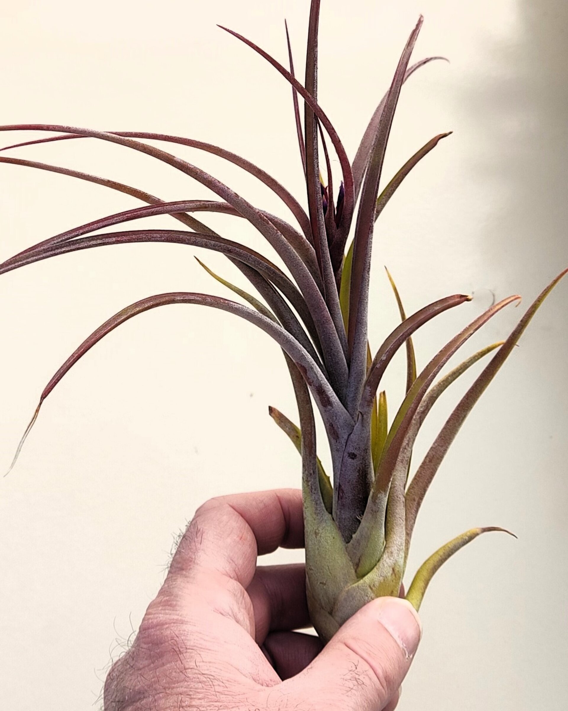 Tillandsia caput-medusae x flabellata [híbrido] - 10
