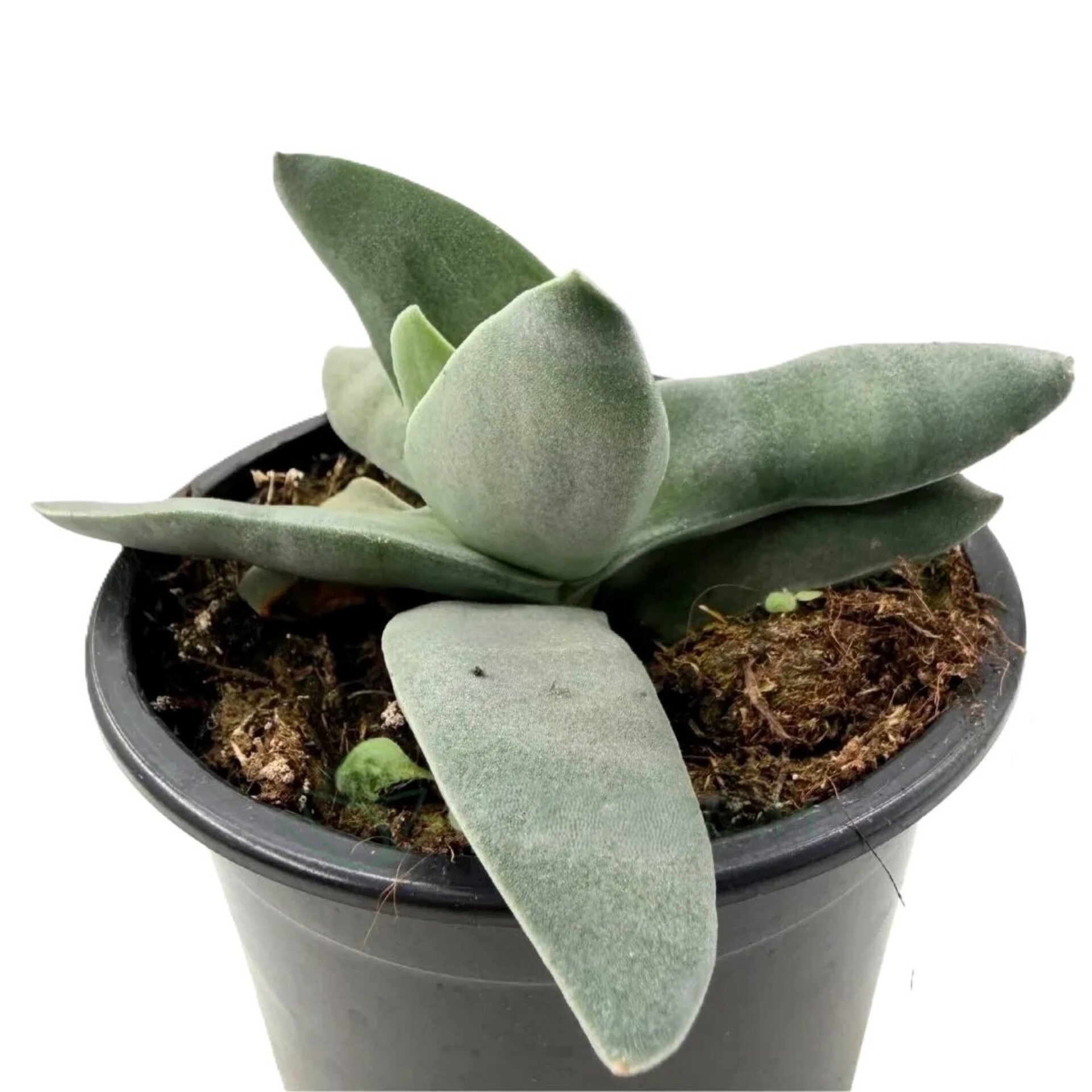 Crassula perfoliata var. falcata (planta aleta de tiburón) - 1