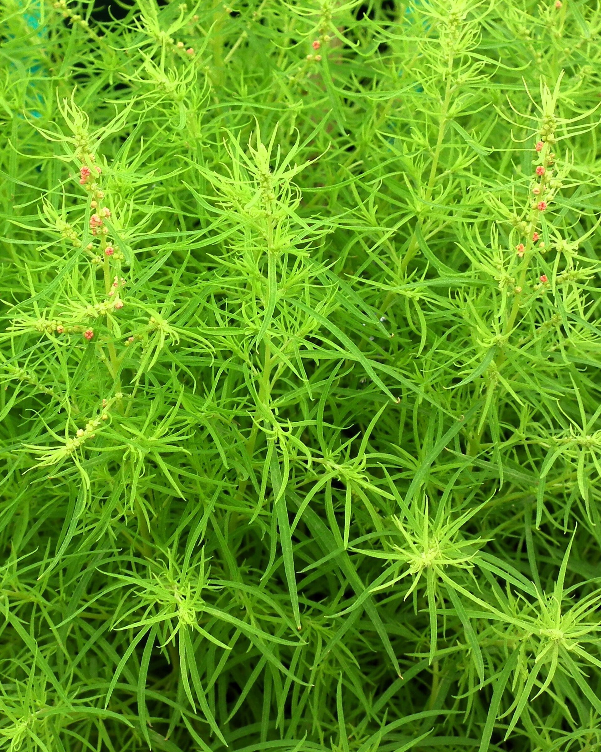 Bassia scoparia [= Kochia trichophylla] (ciprés de verano)- Semillas - 4