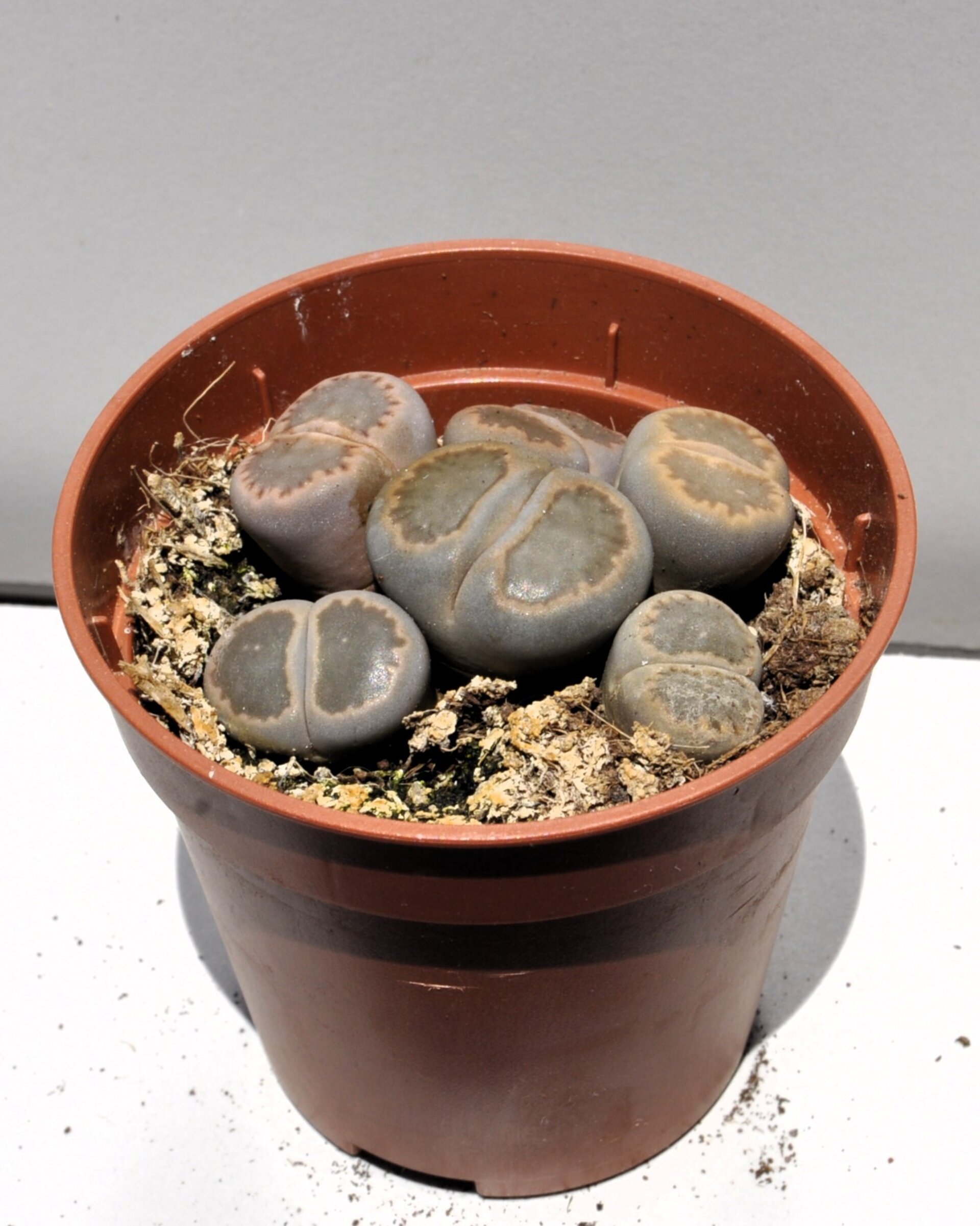 Lithops sp. grises M 5.5 (planta piedra, piedra viva) - 2