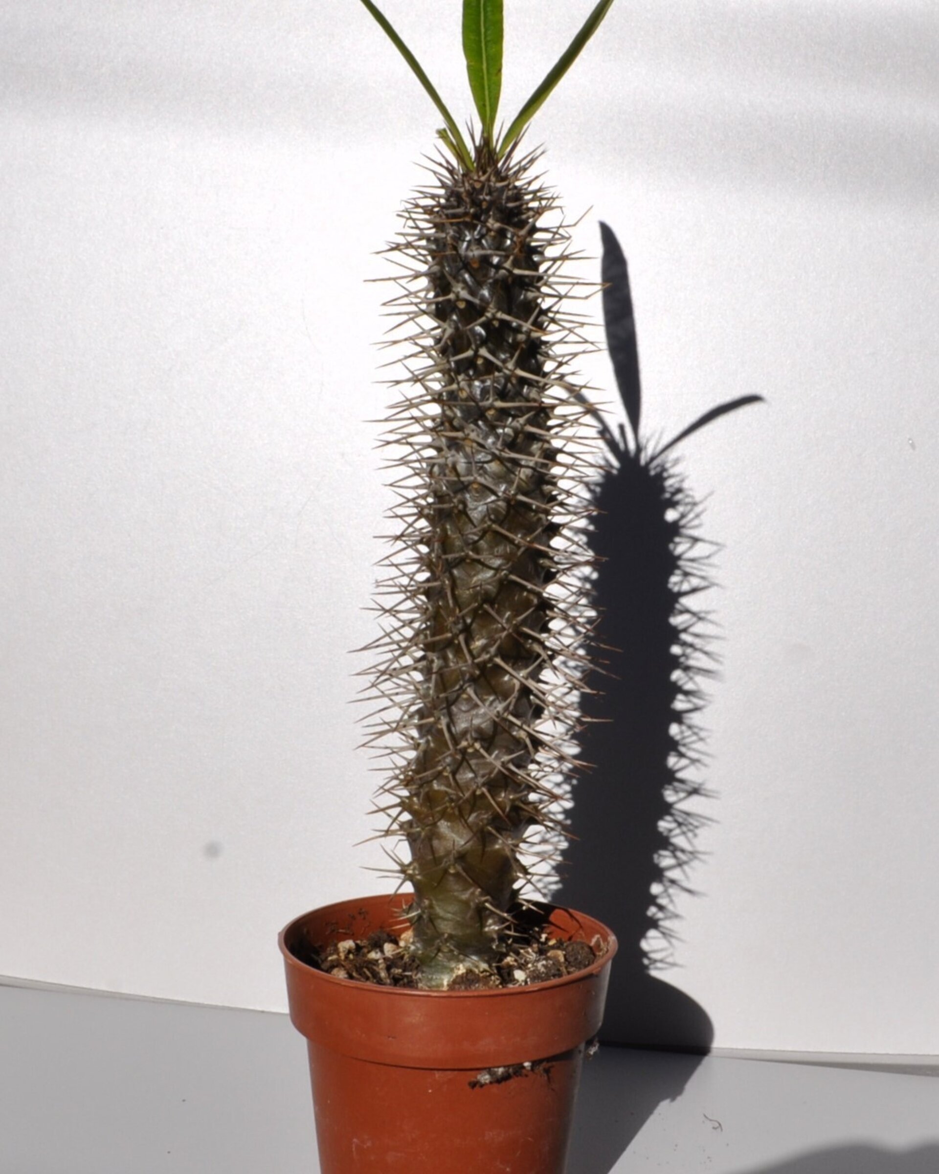 Pachypodium lamerei (palma de Madagascar) - 5