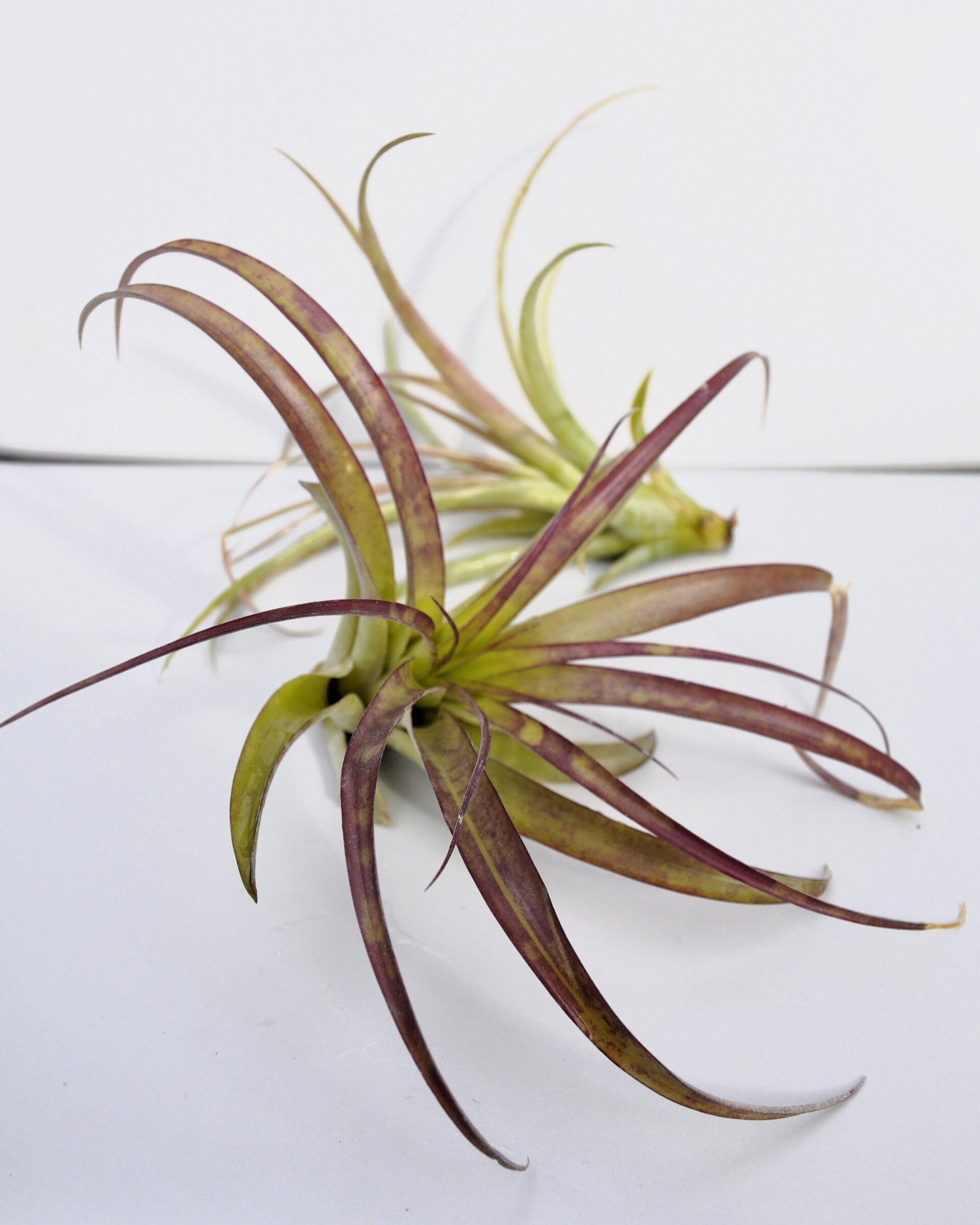 Tillandsia brachycaulos x flabellata - 2