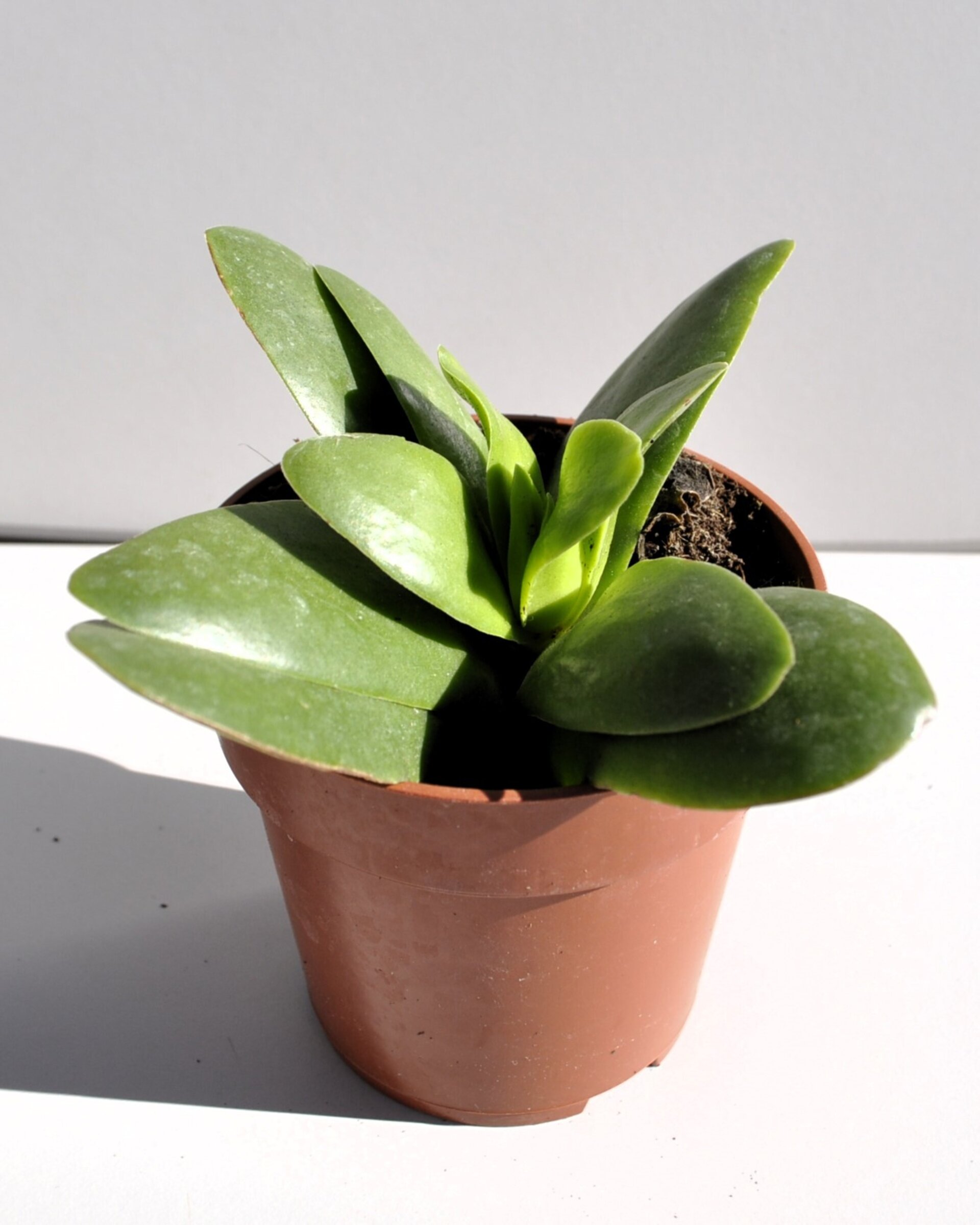 Crassula cf. perfoliata cv. Borracha - 3