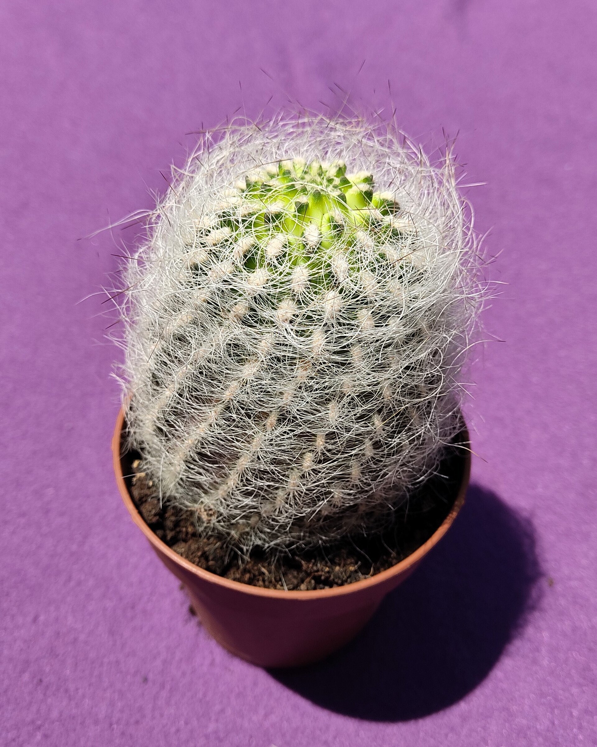 Neoporteria gerocephala (cabeza de anciano) - 5