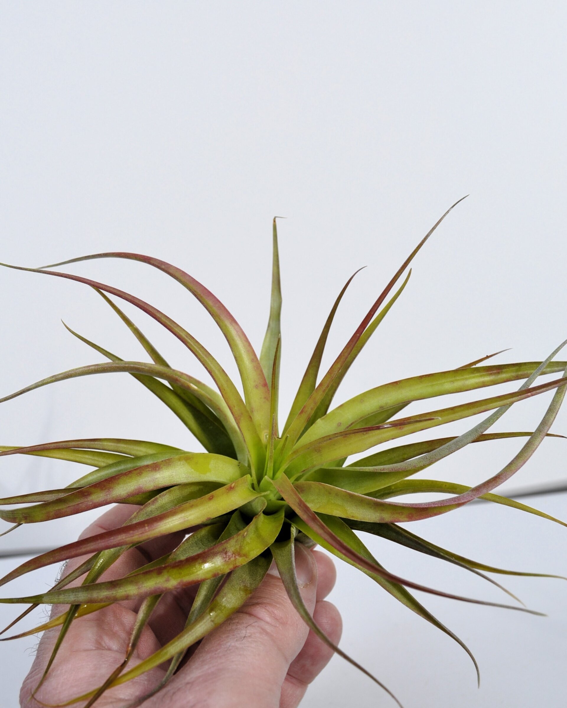 Tillandsia brachycaulos var. brachycaulos - 4