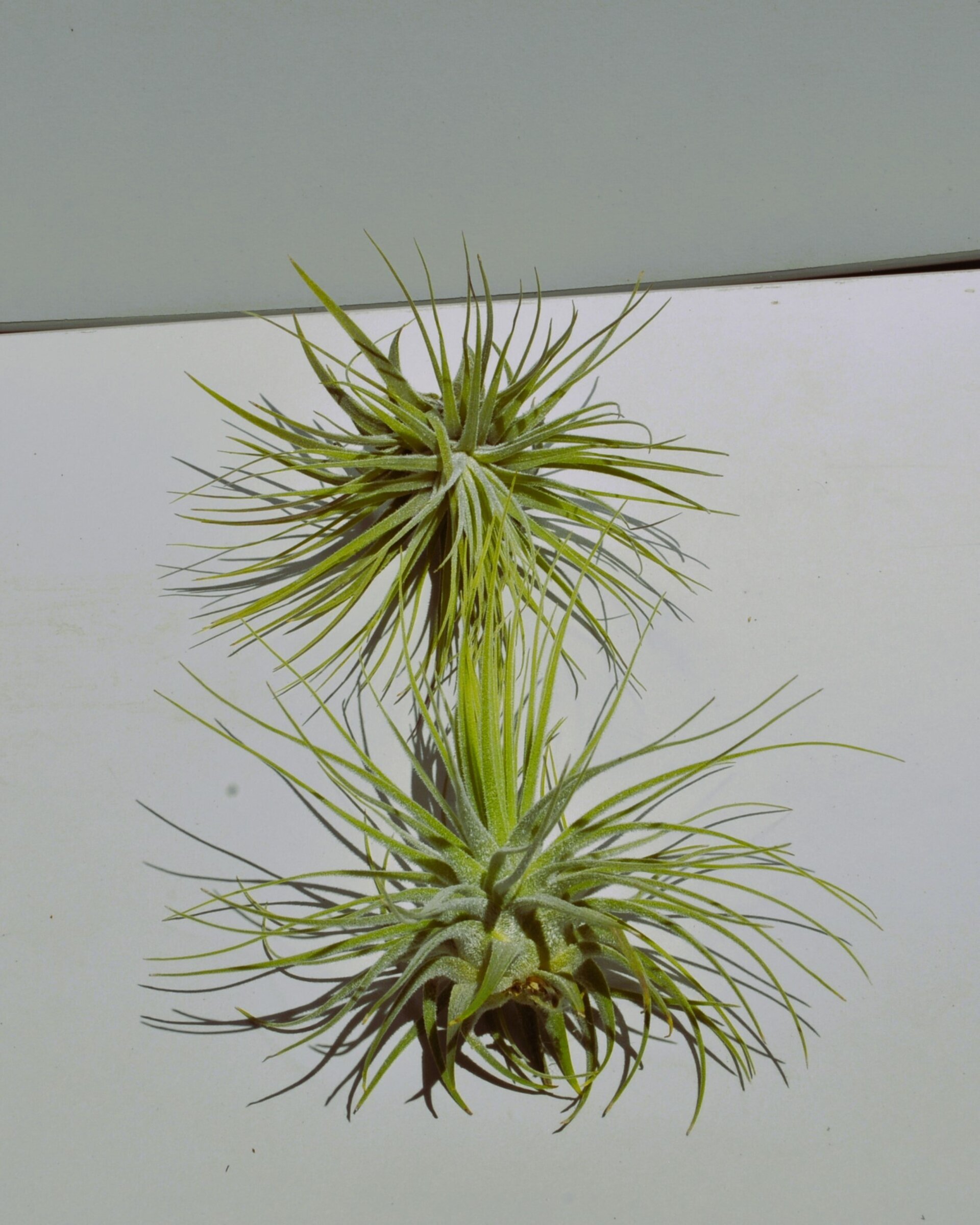 Tillandsia magnusiana (medium) - 5
