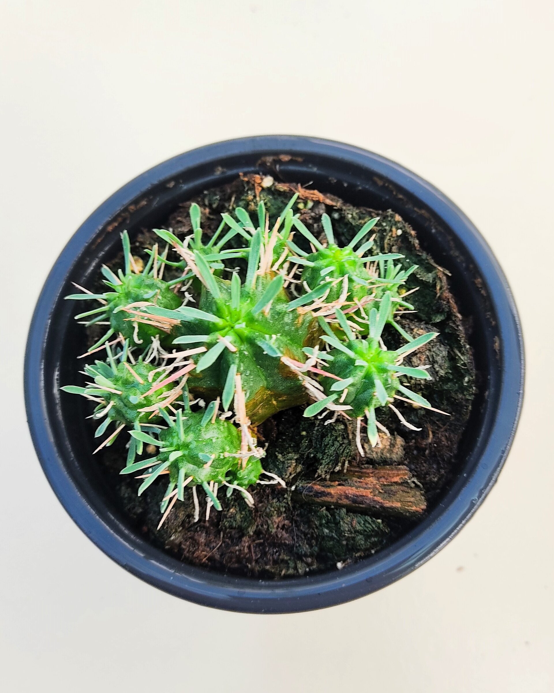 Euphorbia meloformis - 5