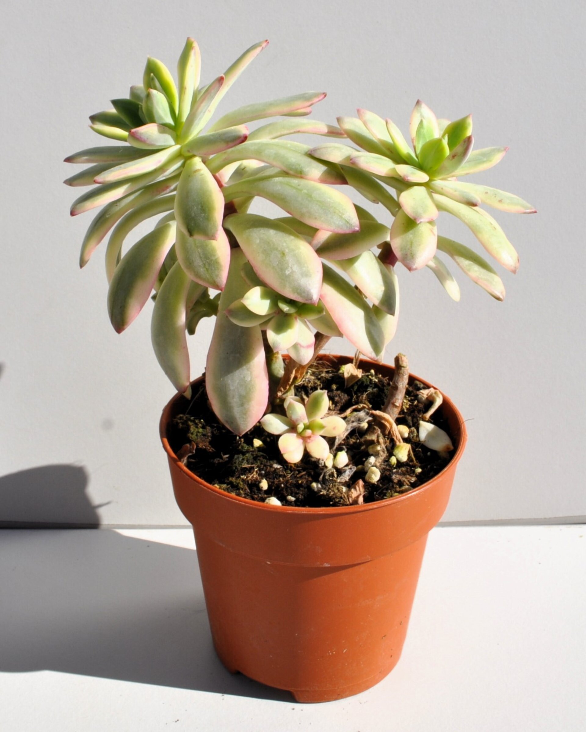 Echeveria cf. agavoides 'Minibelle Variegata' - 2