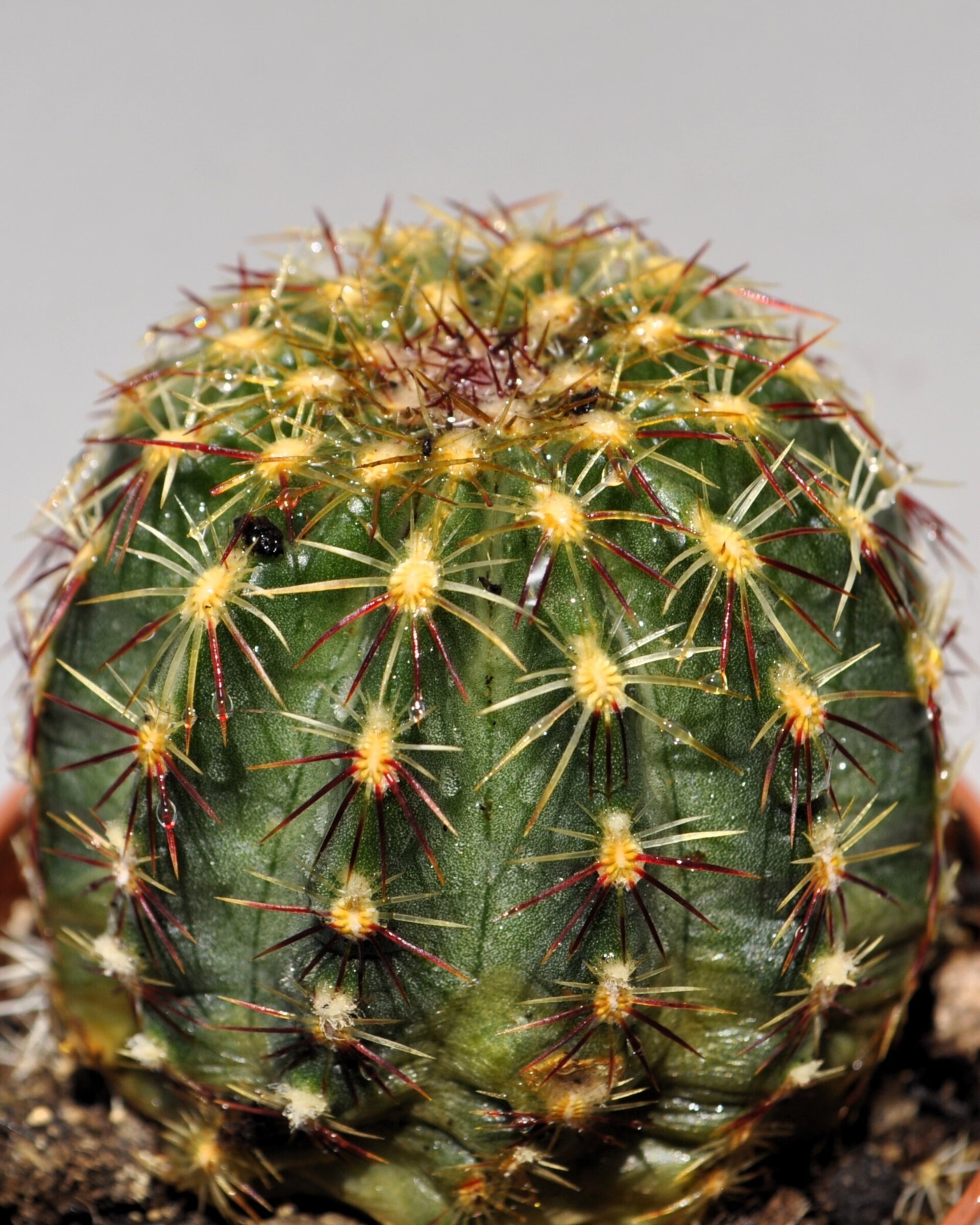 Echinocereus viridiflorus M 5.5 (cactus erizo verde) - 6