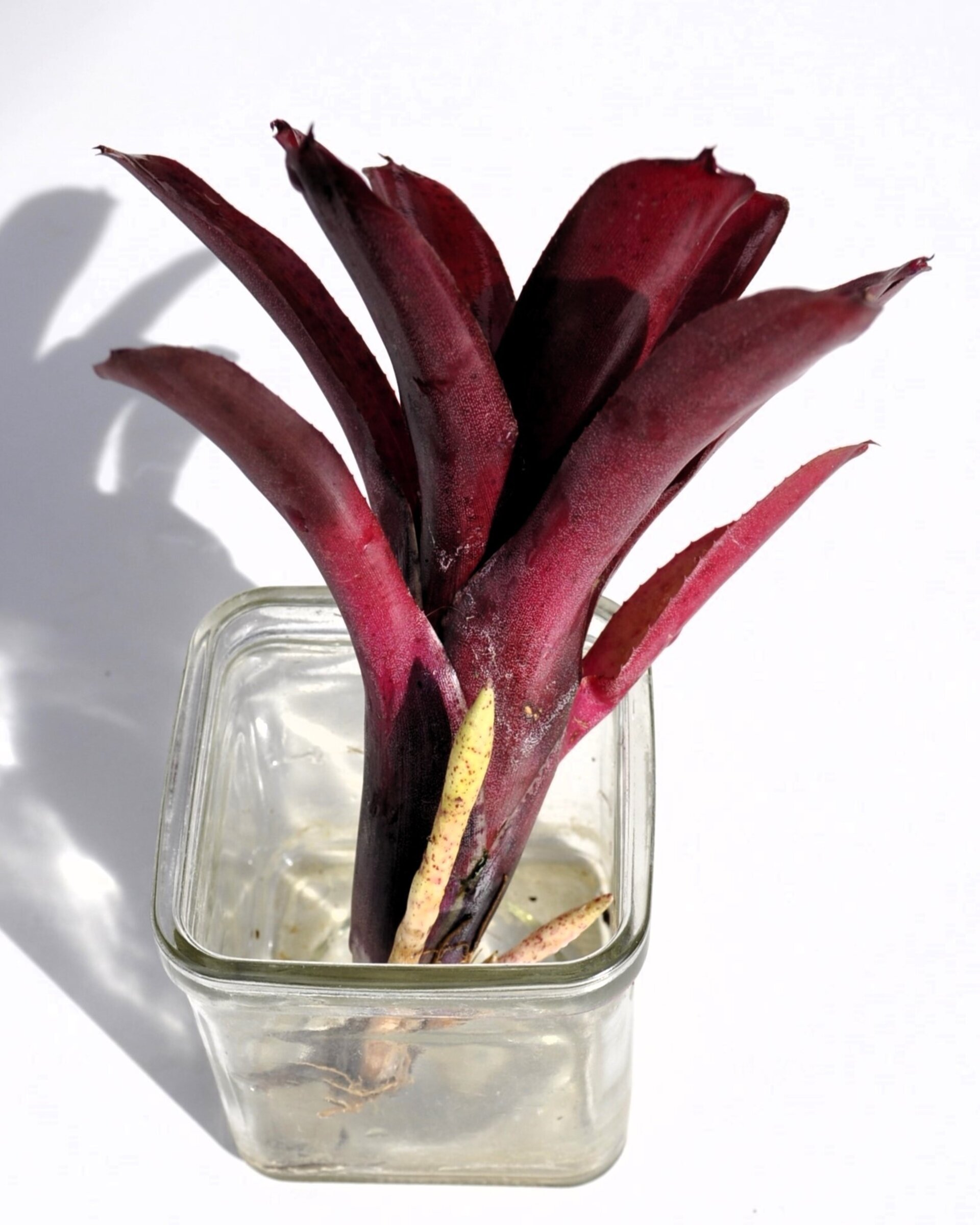 Neoregelia 'Amazon' - 4