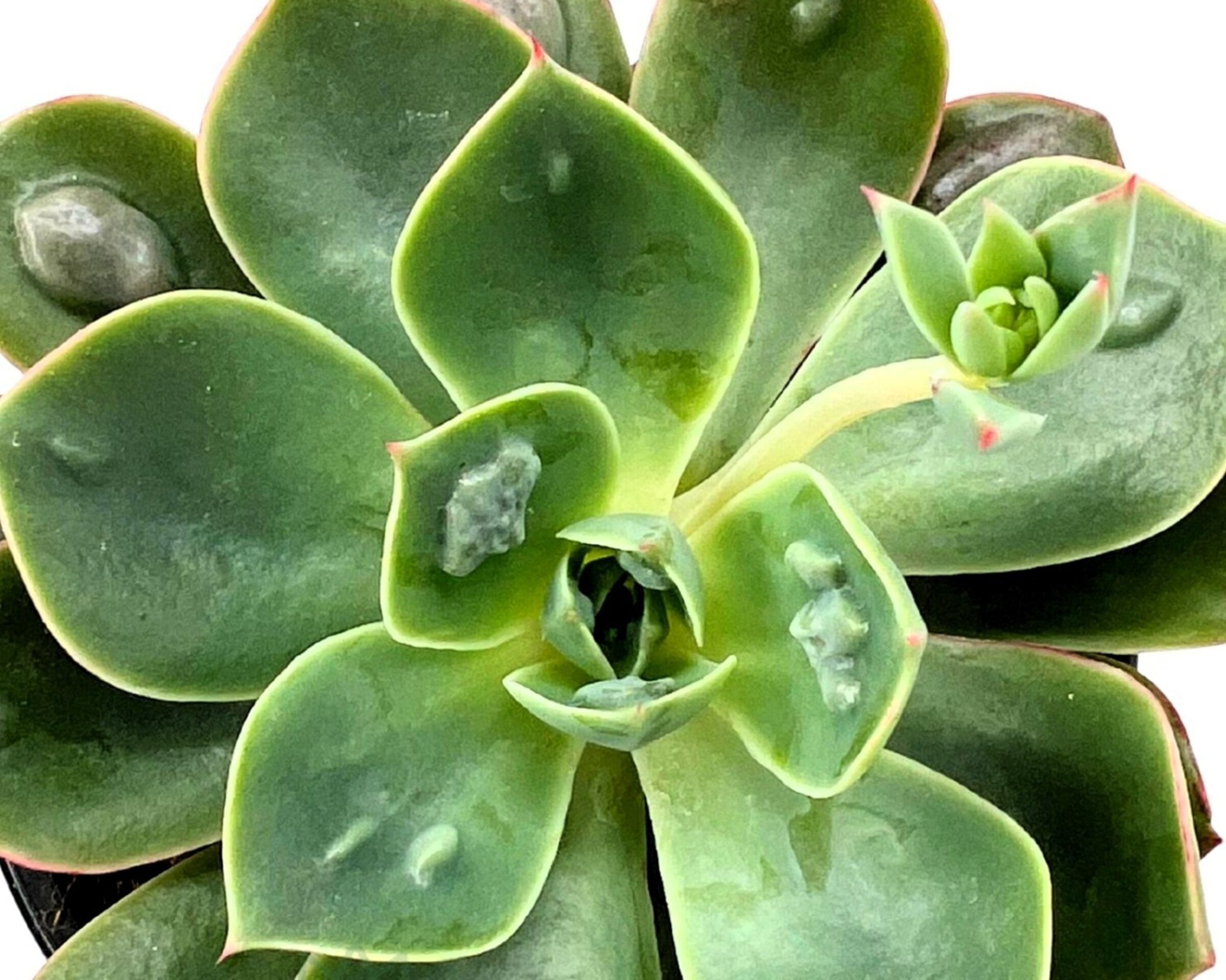 Echeveria ‘Raindrops’ (echeveria gotas de lluvia) - 1
