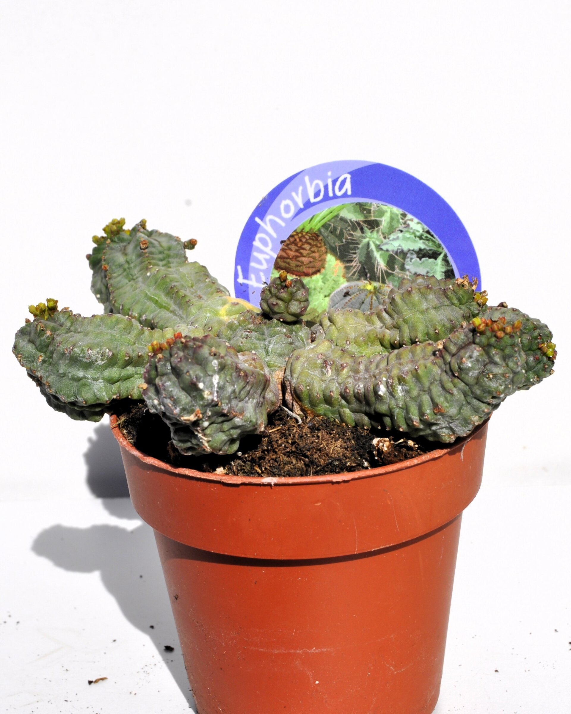Euphorbia cf. obesa x globosa - 3