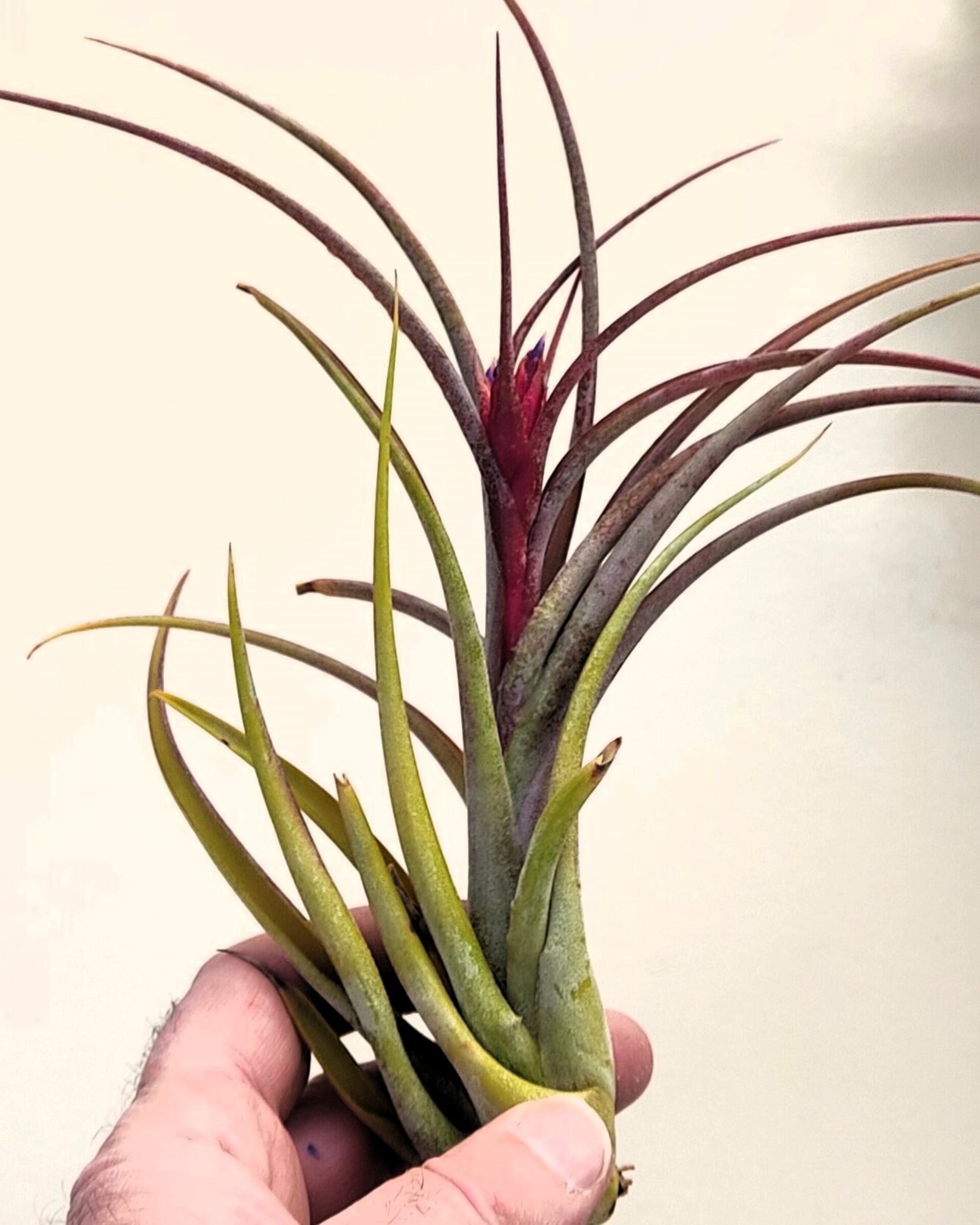 Tillandsia caput-medusae x flabellata [híbrido] - 6