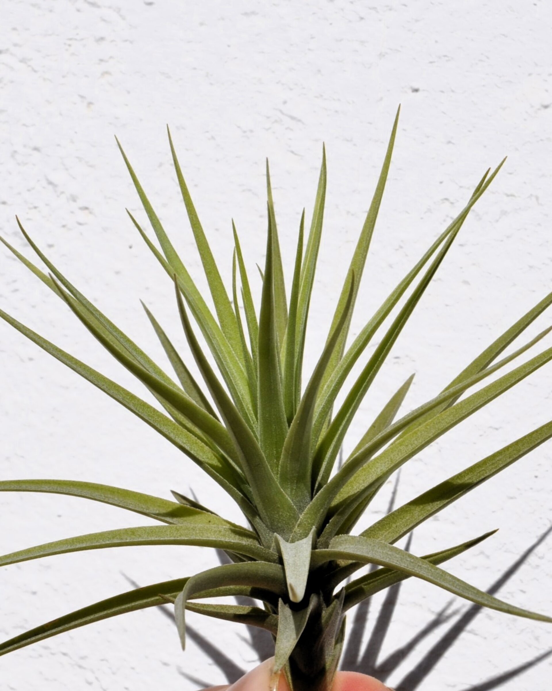 Tillandsia aeranthos - 4