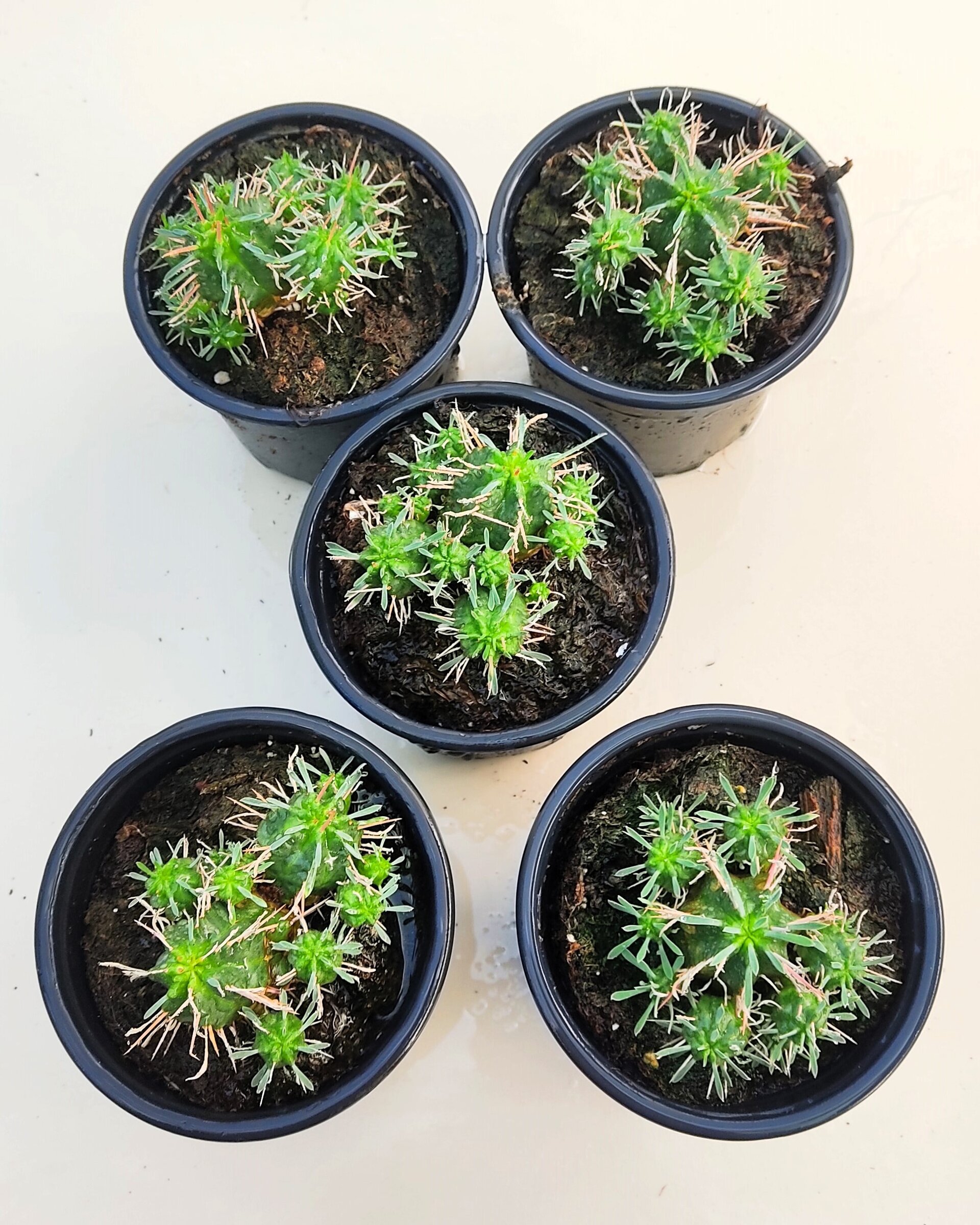 Euphorbia meloformis - 6