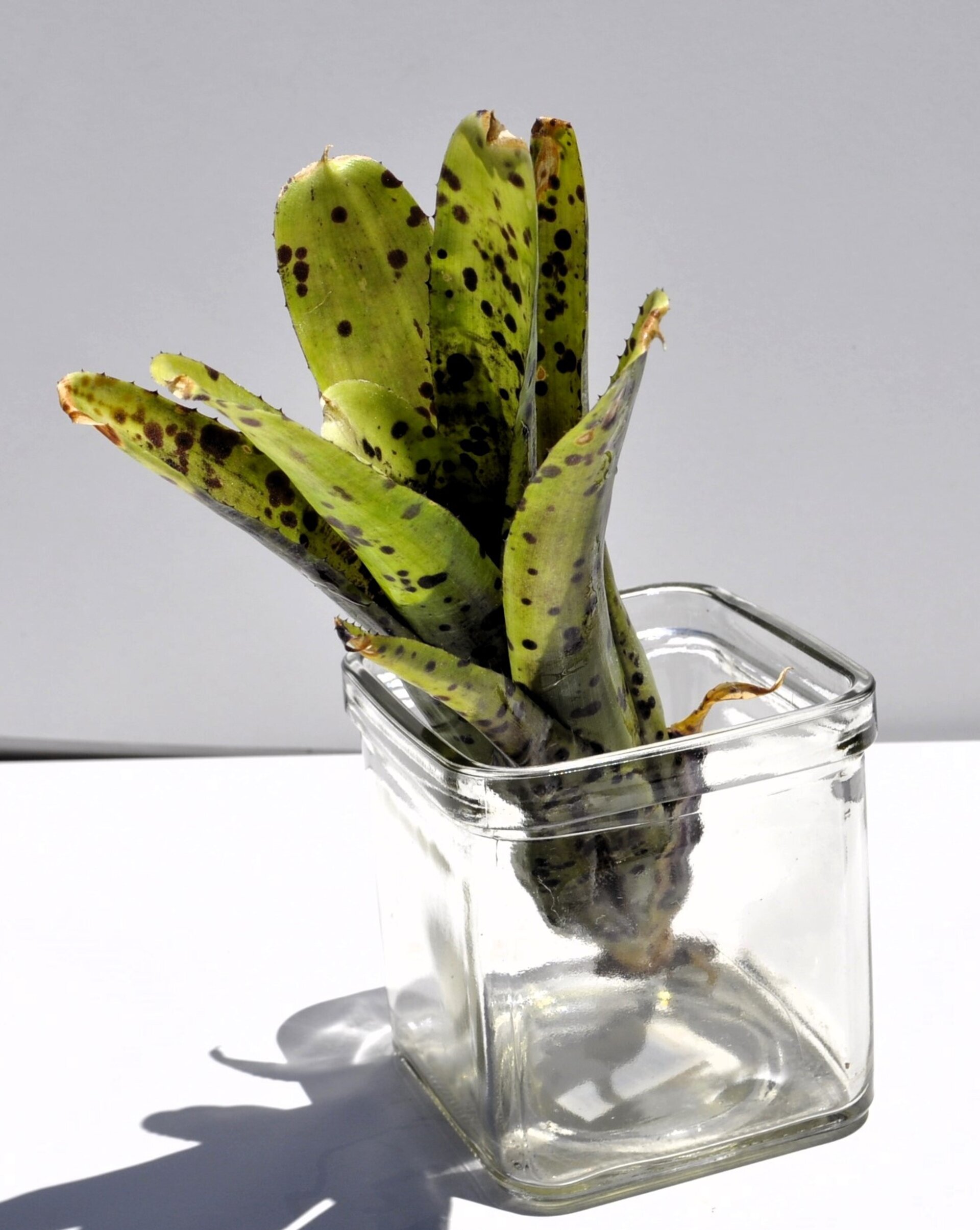Neoregelia 'Anteia' - 5