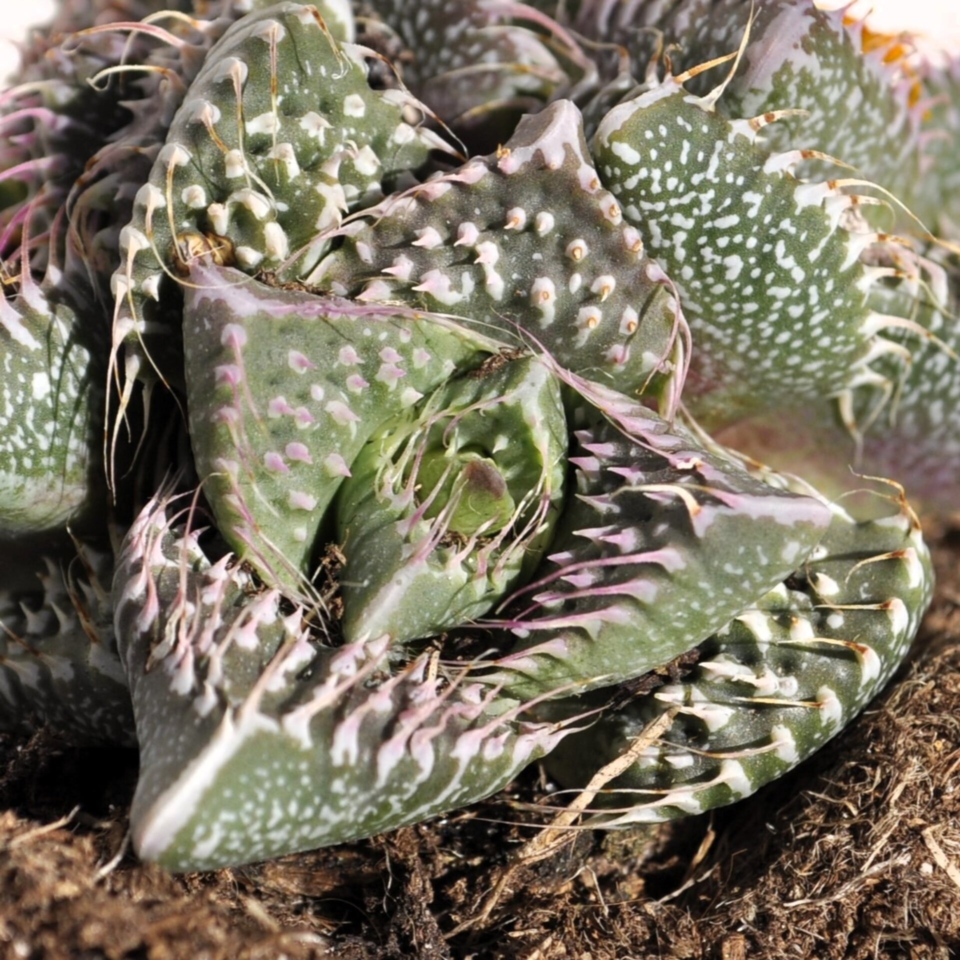 Faucaria tuberculosa 'Pink Selection' (faucaria Selección Rosa) - 2