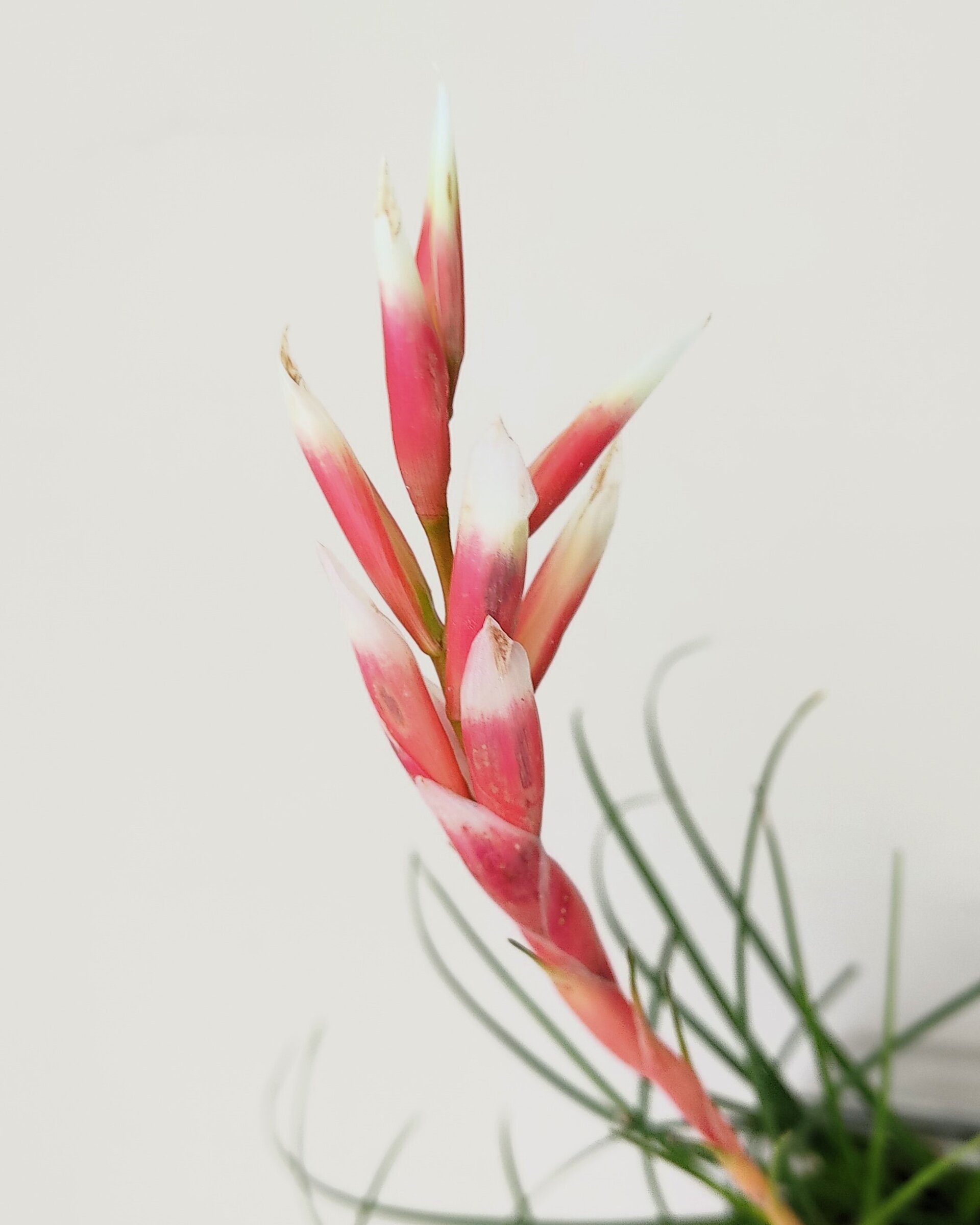 Vriesea correia araujoi - 2