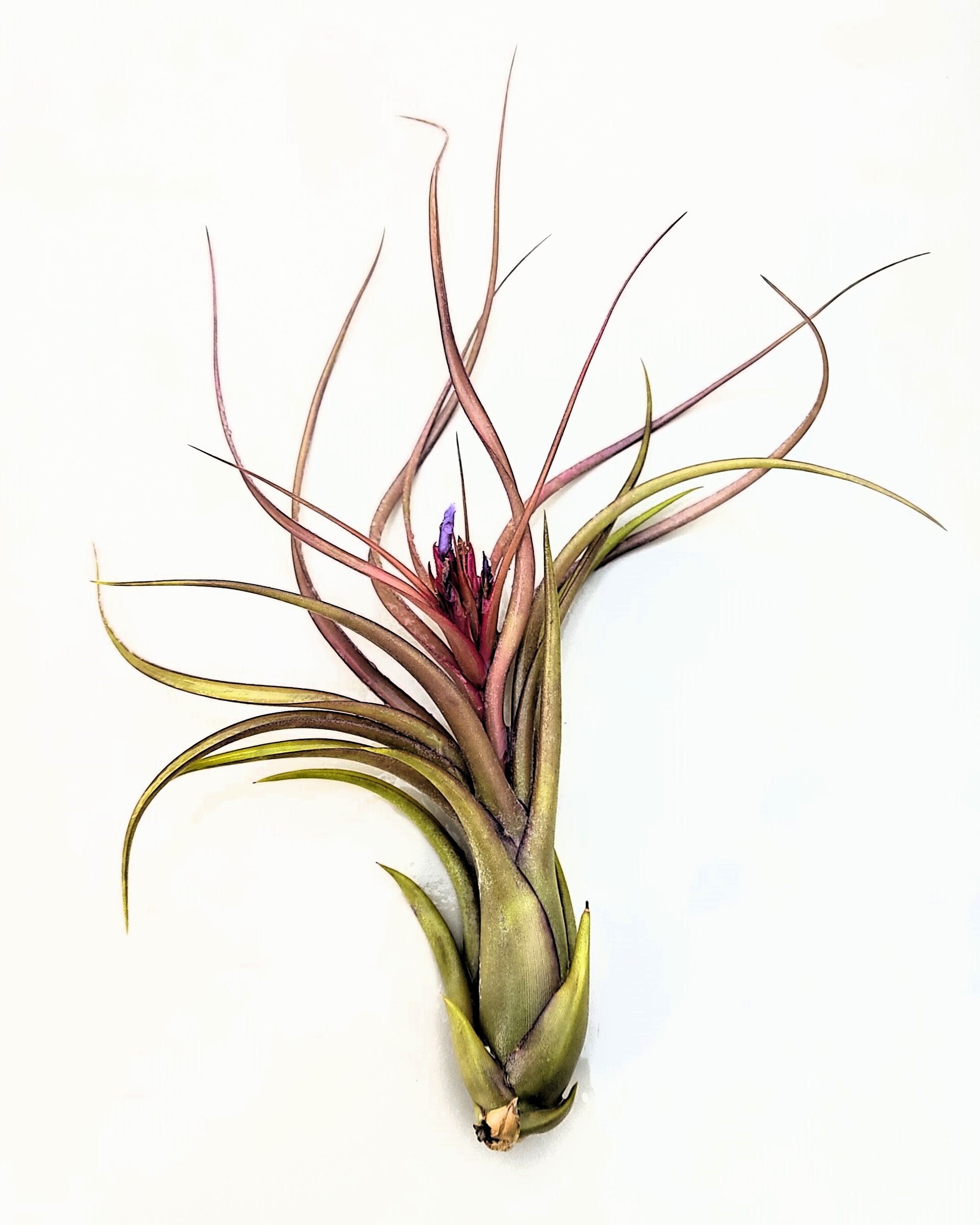 Tillandsia caput-medusae x flabellata [híbrido] - 2