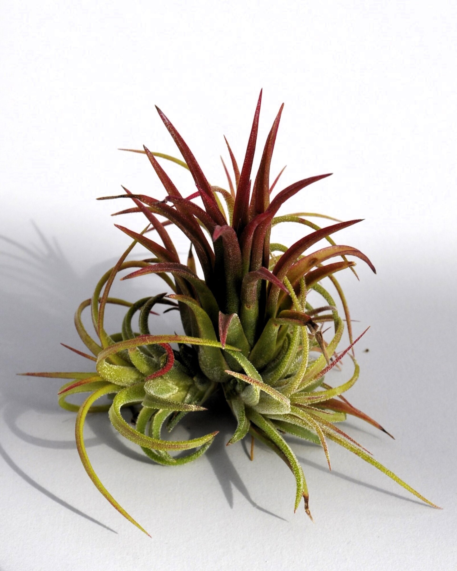 Tillandsia ionantha 'Fuego' - 8