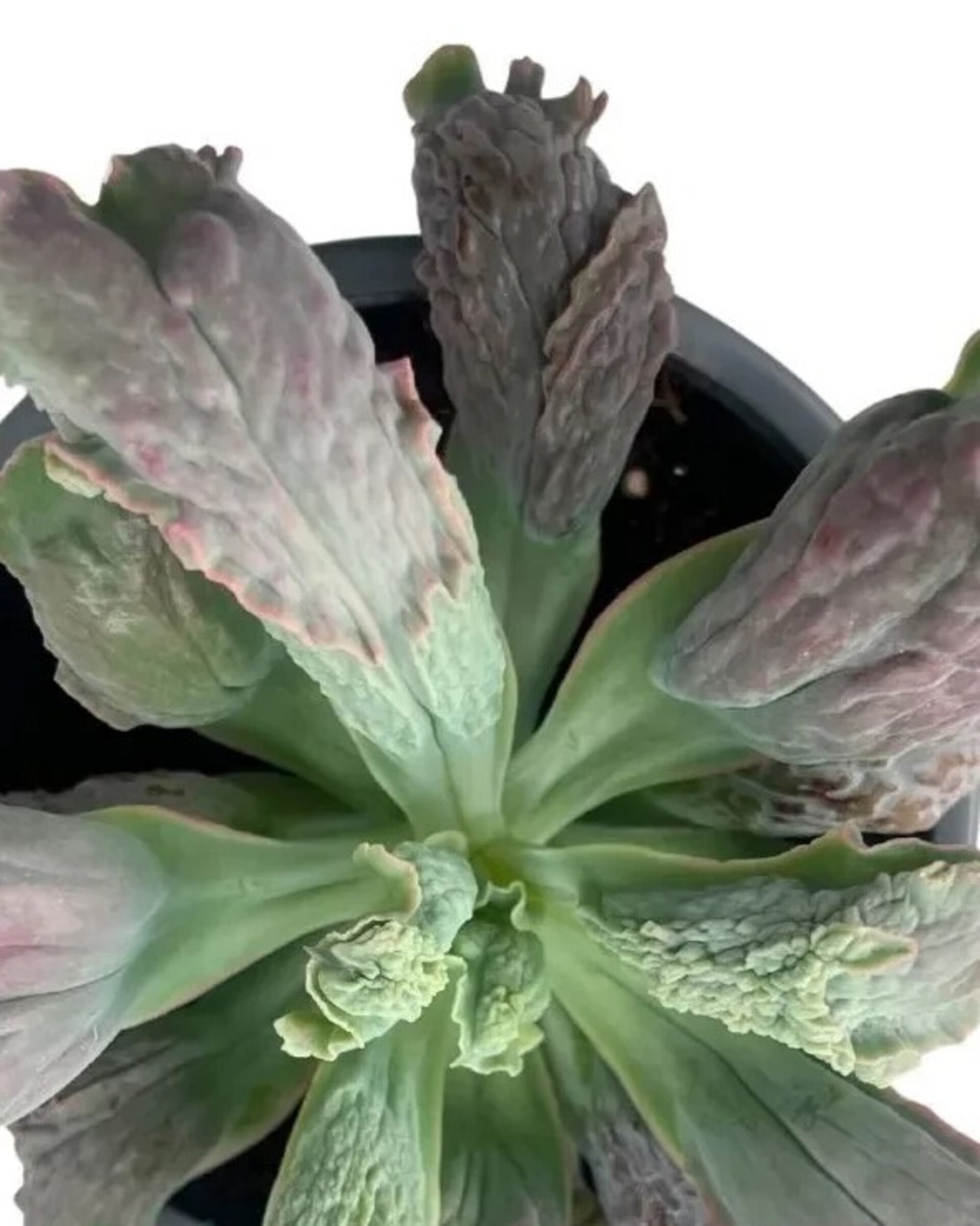 Echeveria ‘Linguas’ - 2