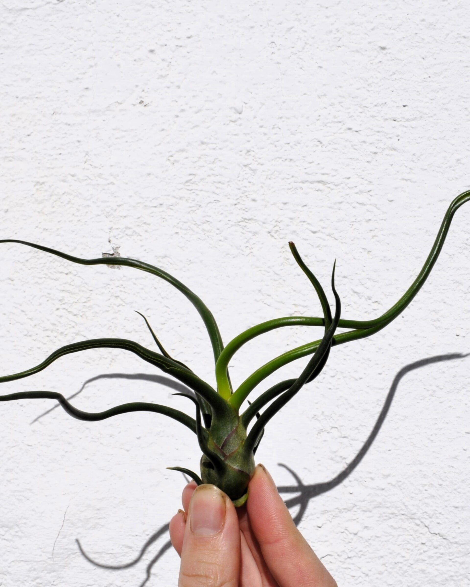 Tillandsia bulbosa - 4
