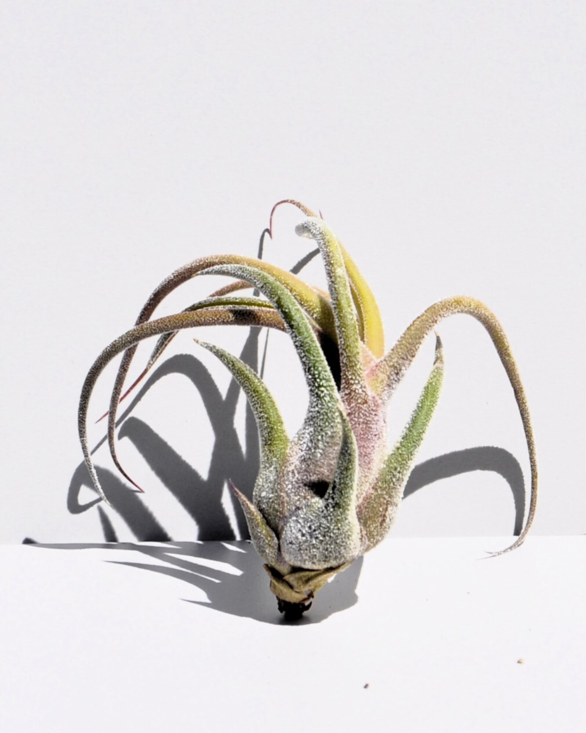 Tillandsia pruinosa - 2