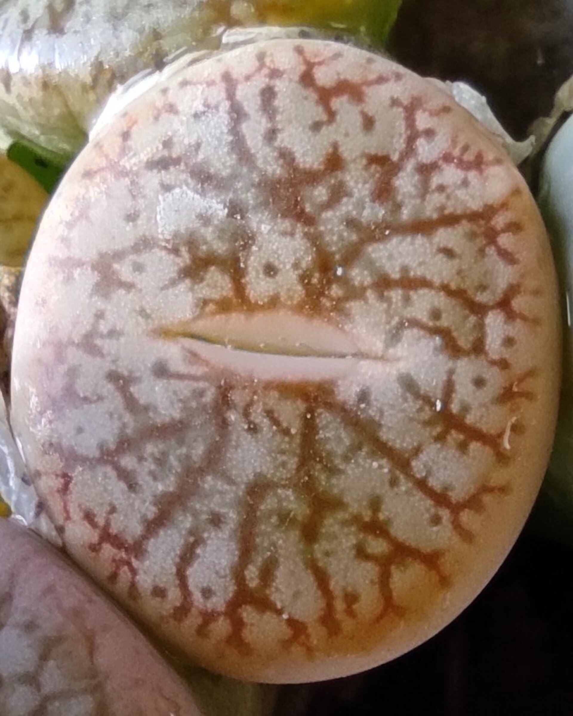 Lithops spp. (planta piedra, piedra viva) - 5