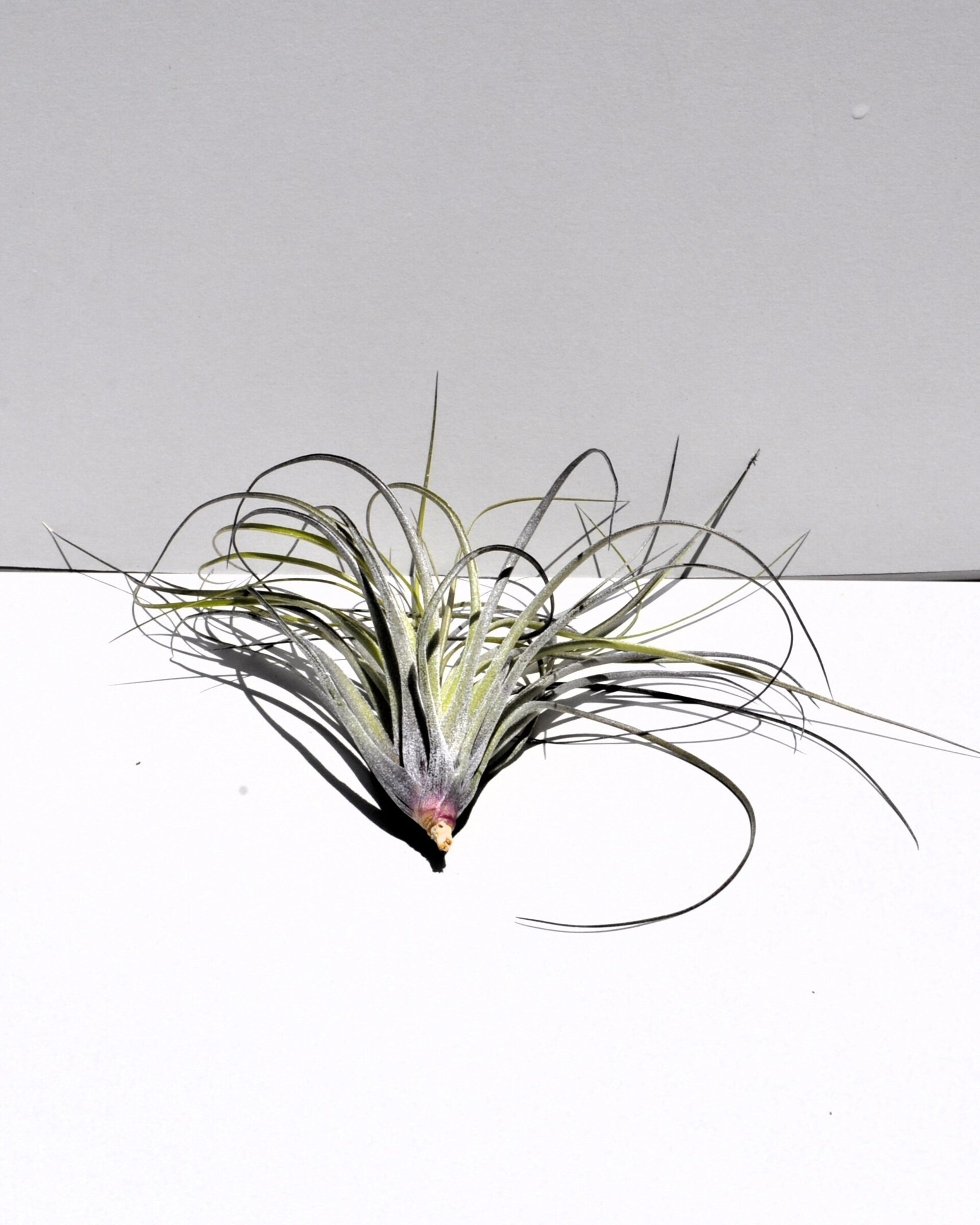 Tillandsia stricta - 3
