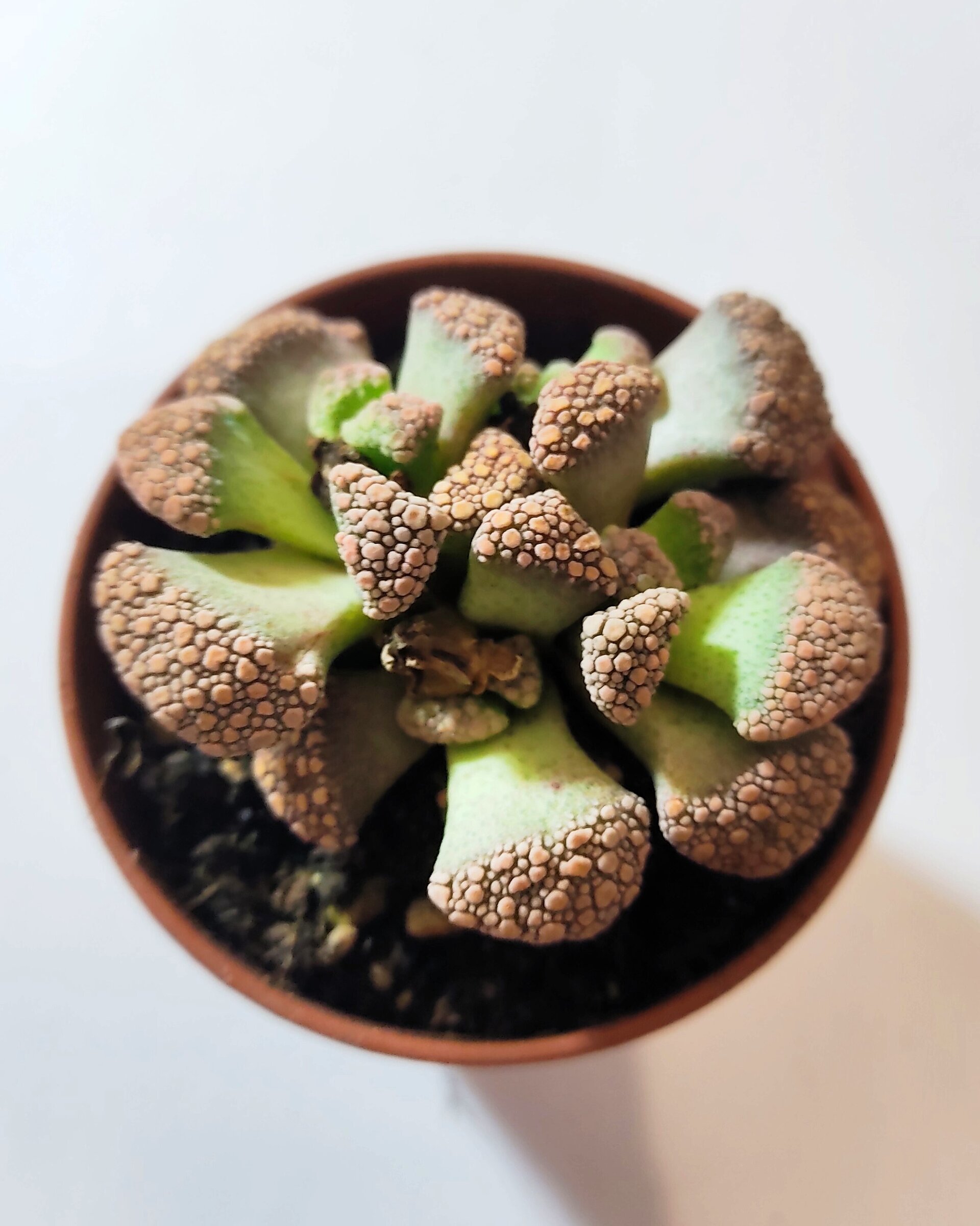 Titanopsis calcarea M5.5 (hoja de cemento [pequeña]) - 3