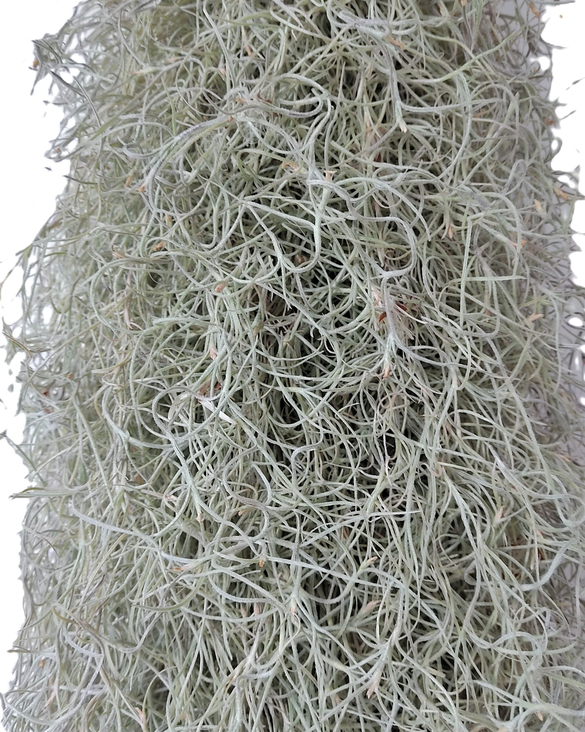 Tillandsia usneoides [standard] L (barba de viejo [larga y ancha]) - 3