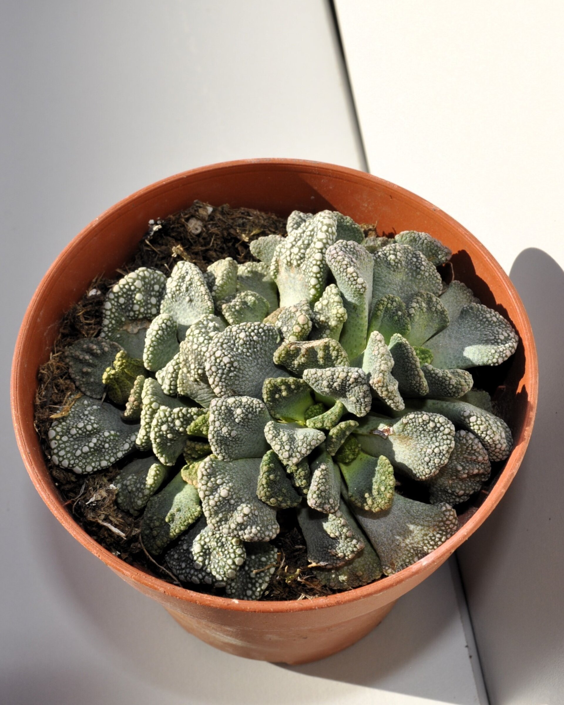 Titanopsis calcarea (hoja de cemento) - 4