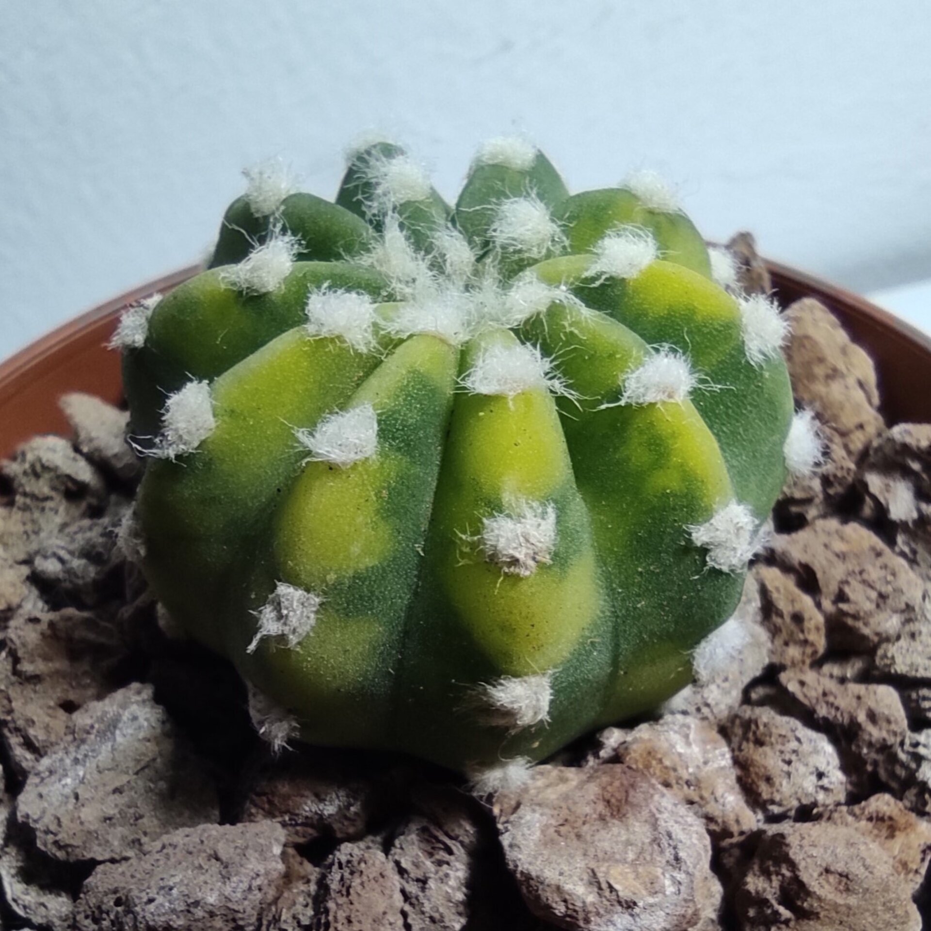 Echinopsis subdenudata Variegata M8,5 - 3