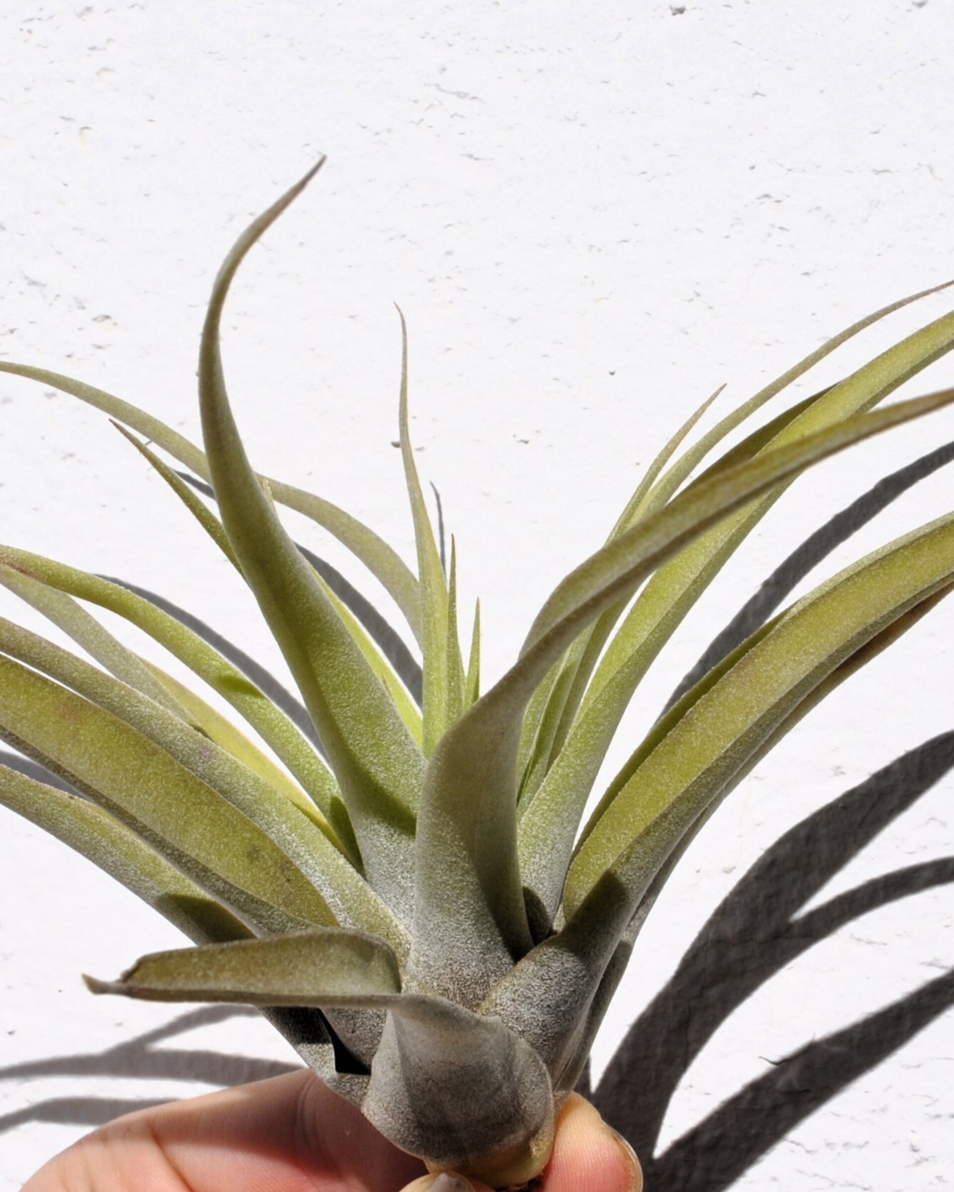 Tillandsia capitata 'Peach' (medium) - 2