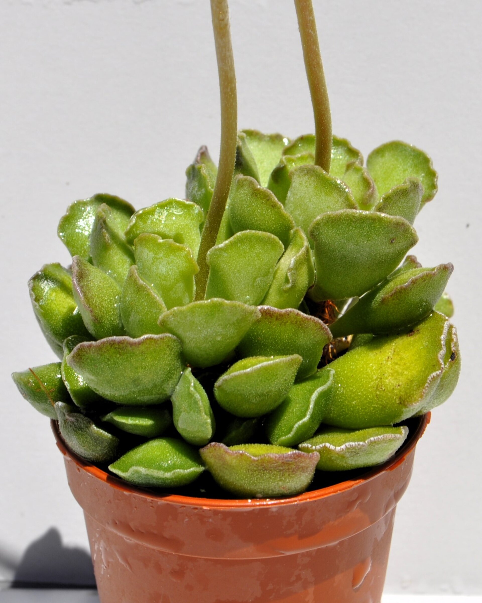 Adromischus cristatus - 4