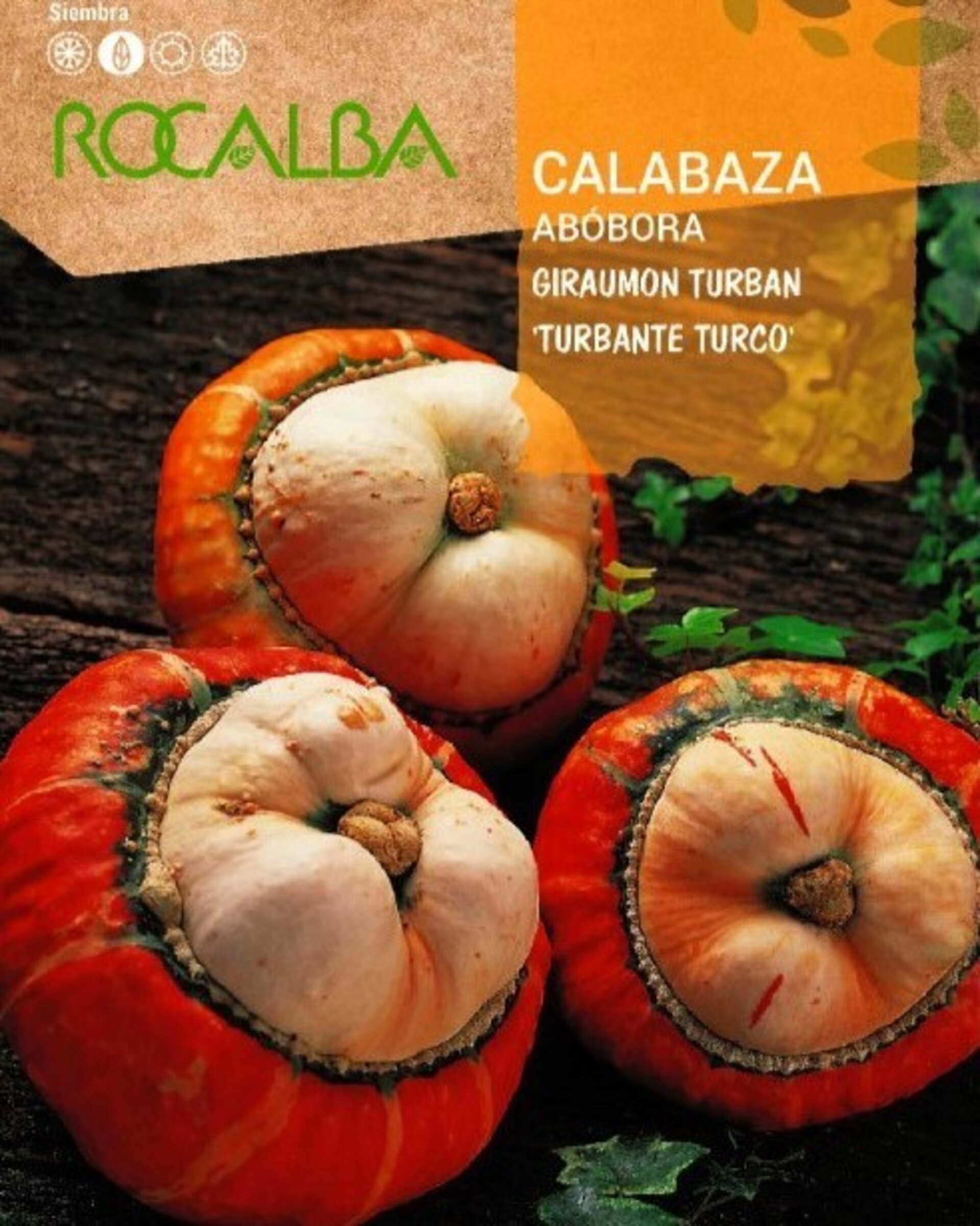Cucurbita maxima 'Giraumon Turban' (calabaza Turbante Turco) - Semillas - 2