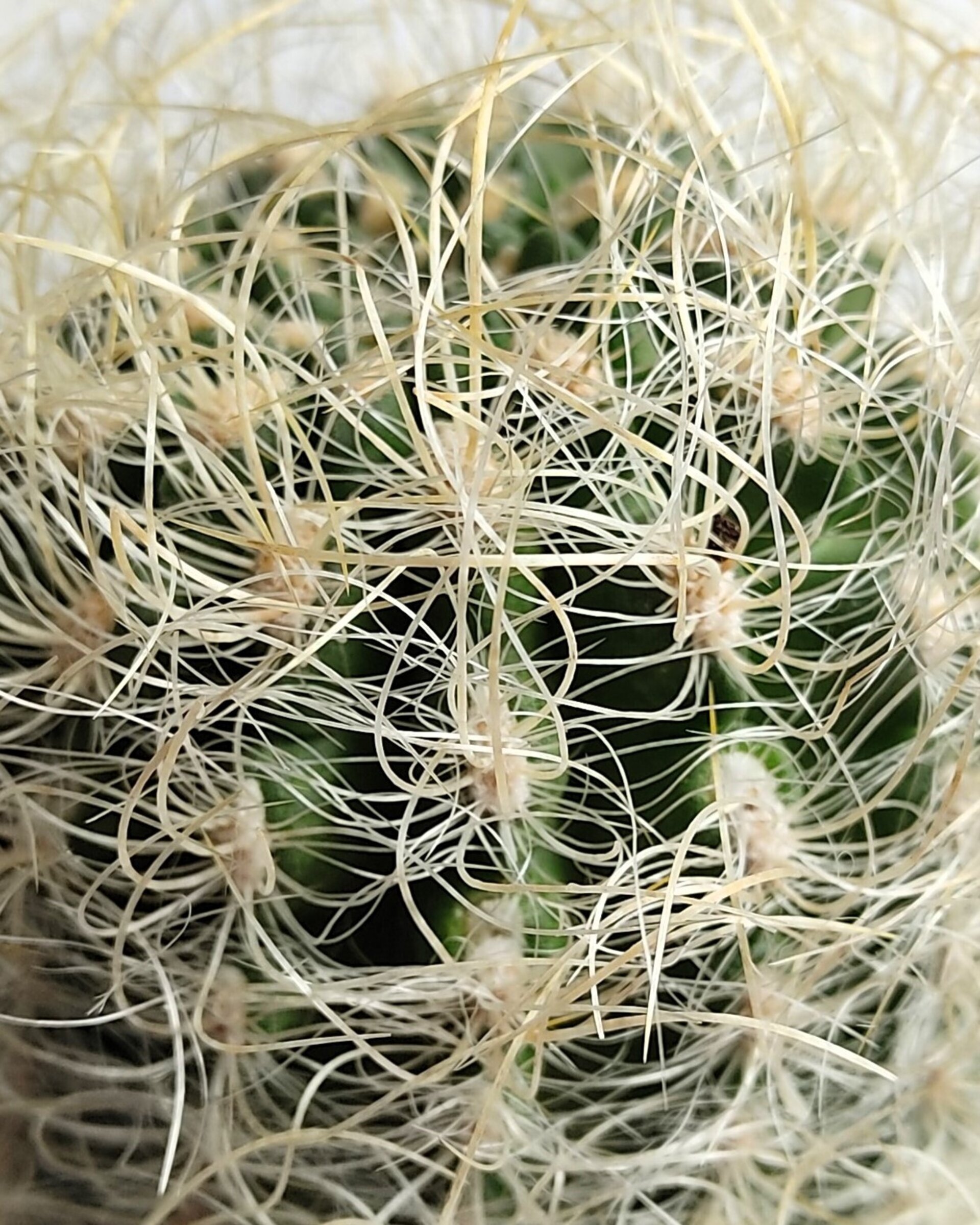 Neoporteria gerocephala (cabeza de anciano) - 6