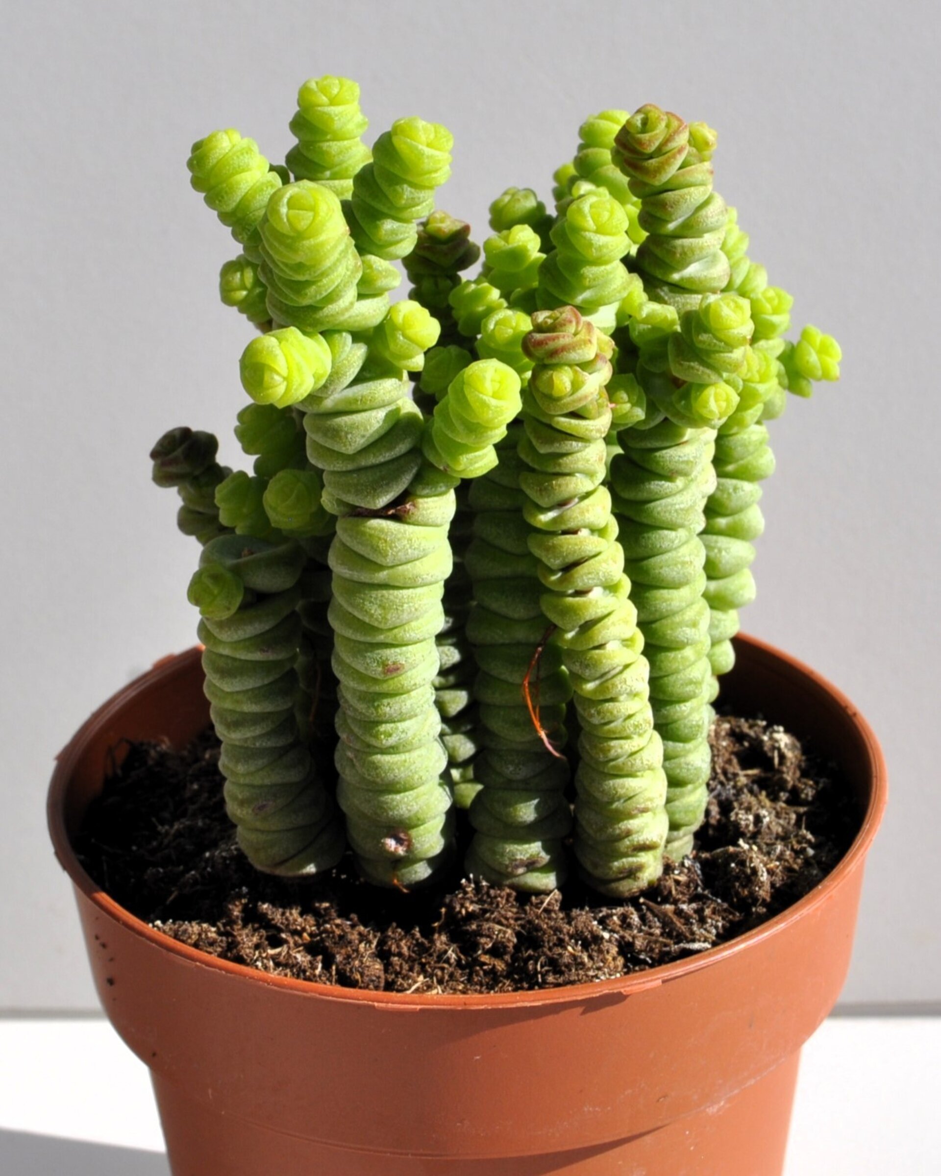Crassula marnieriana Minor (collar de jade, pagoda china) - 3